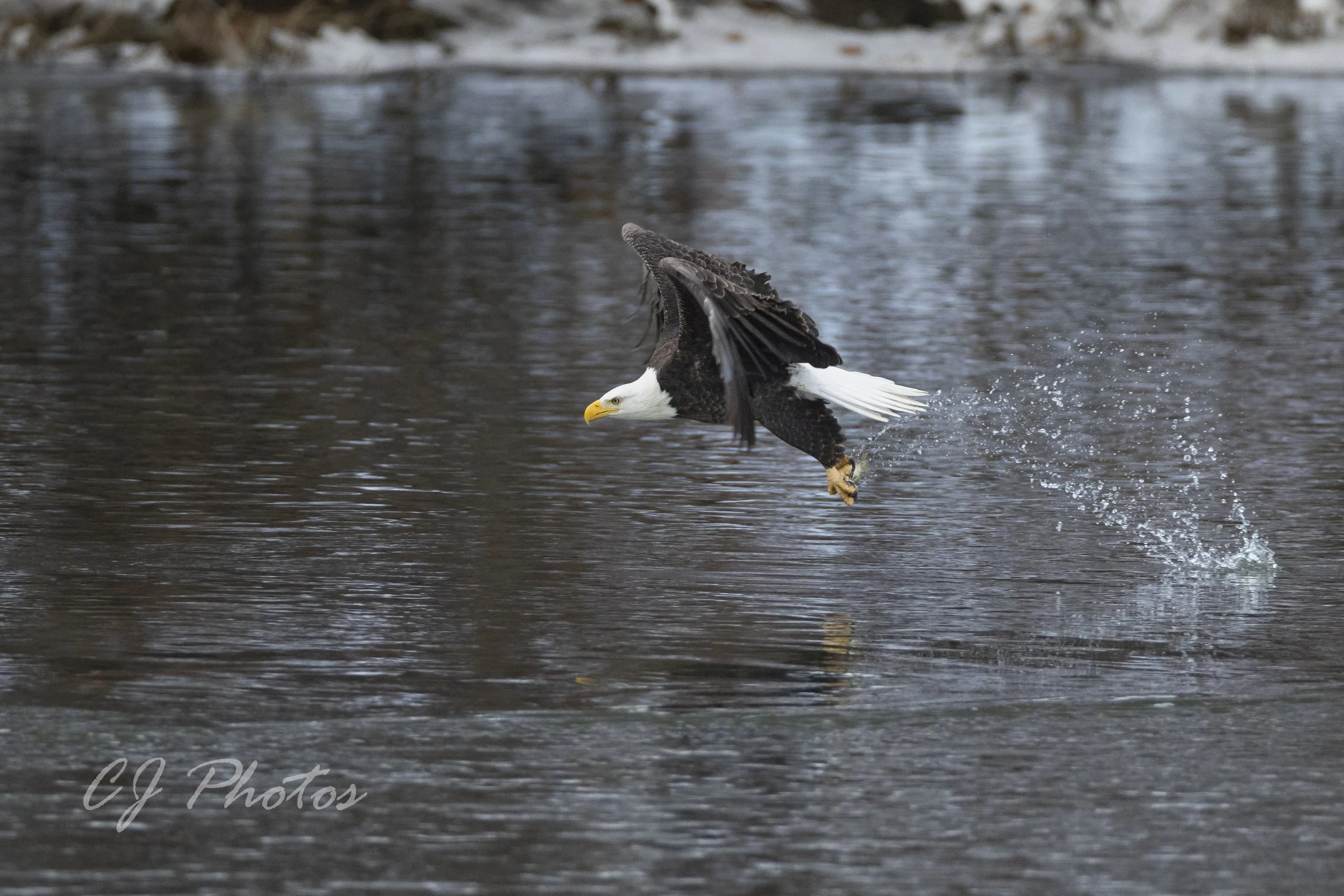 Bald eagle catching fish from a body of water, with water splashing as it snatches the prey.