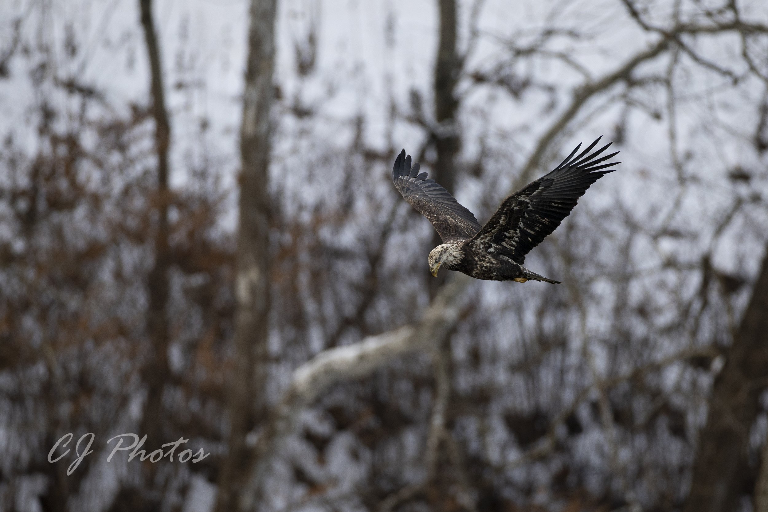A bird of prey, possibly an eagle or hawk, flying through a wooded area with leafless trees in the background.