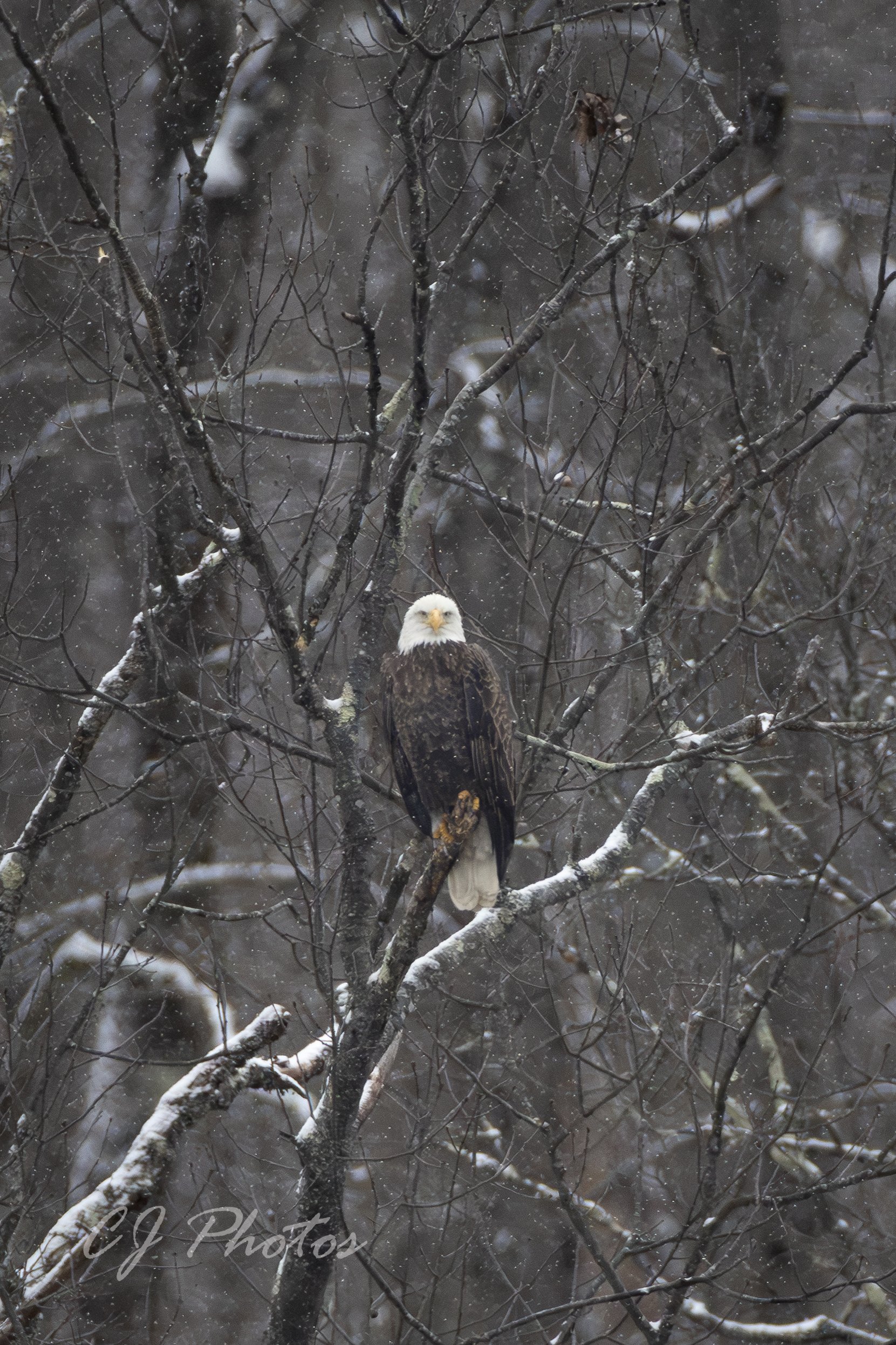 A bald eagle perched on a snow-covered tree branch during snowfall in winter.