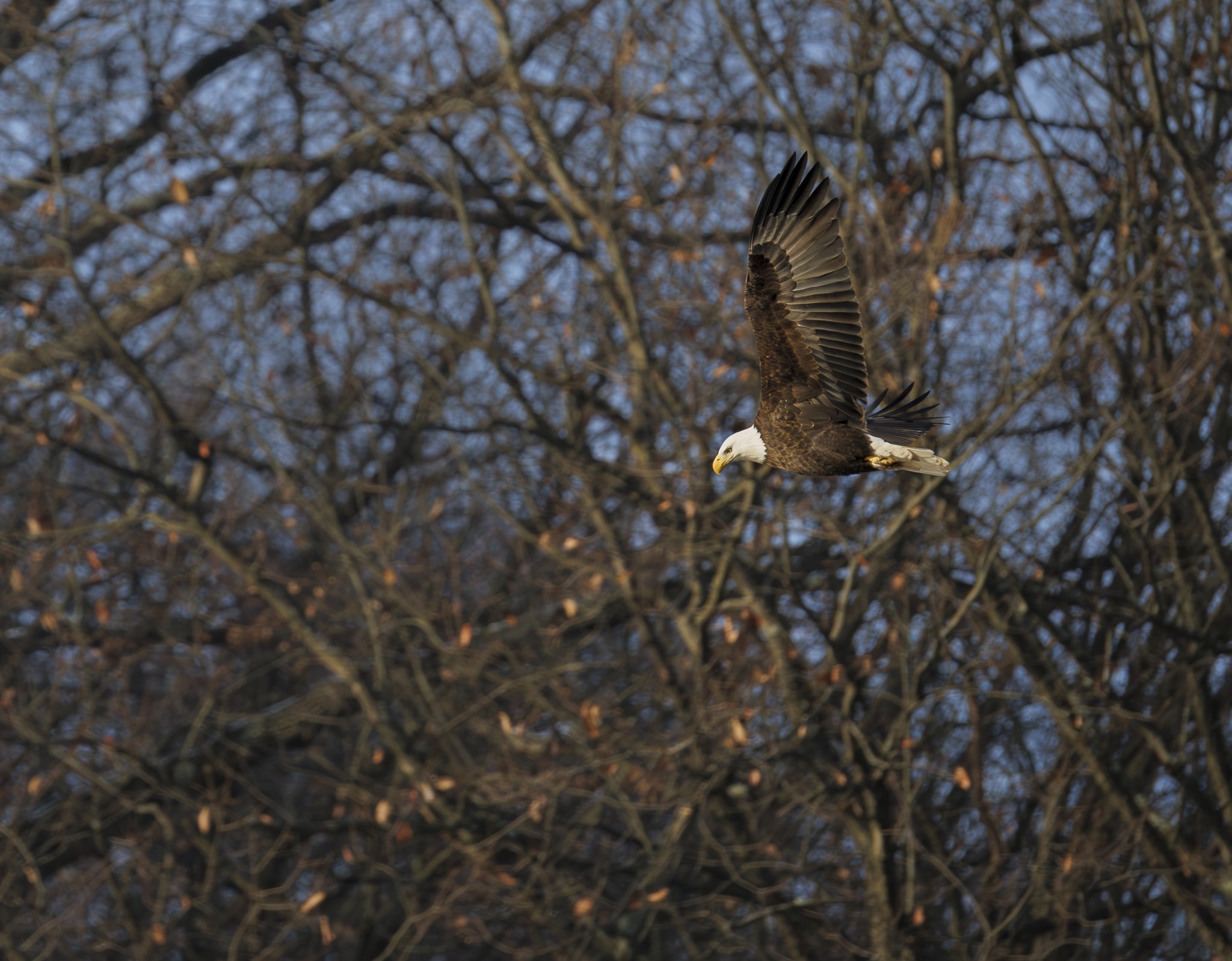 A bald eagle flying with outstretched wings in front of leafless trees during late afternoon or early evening.