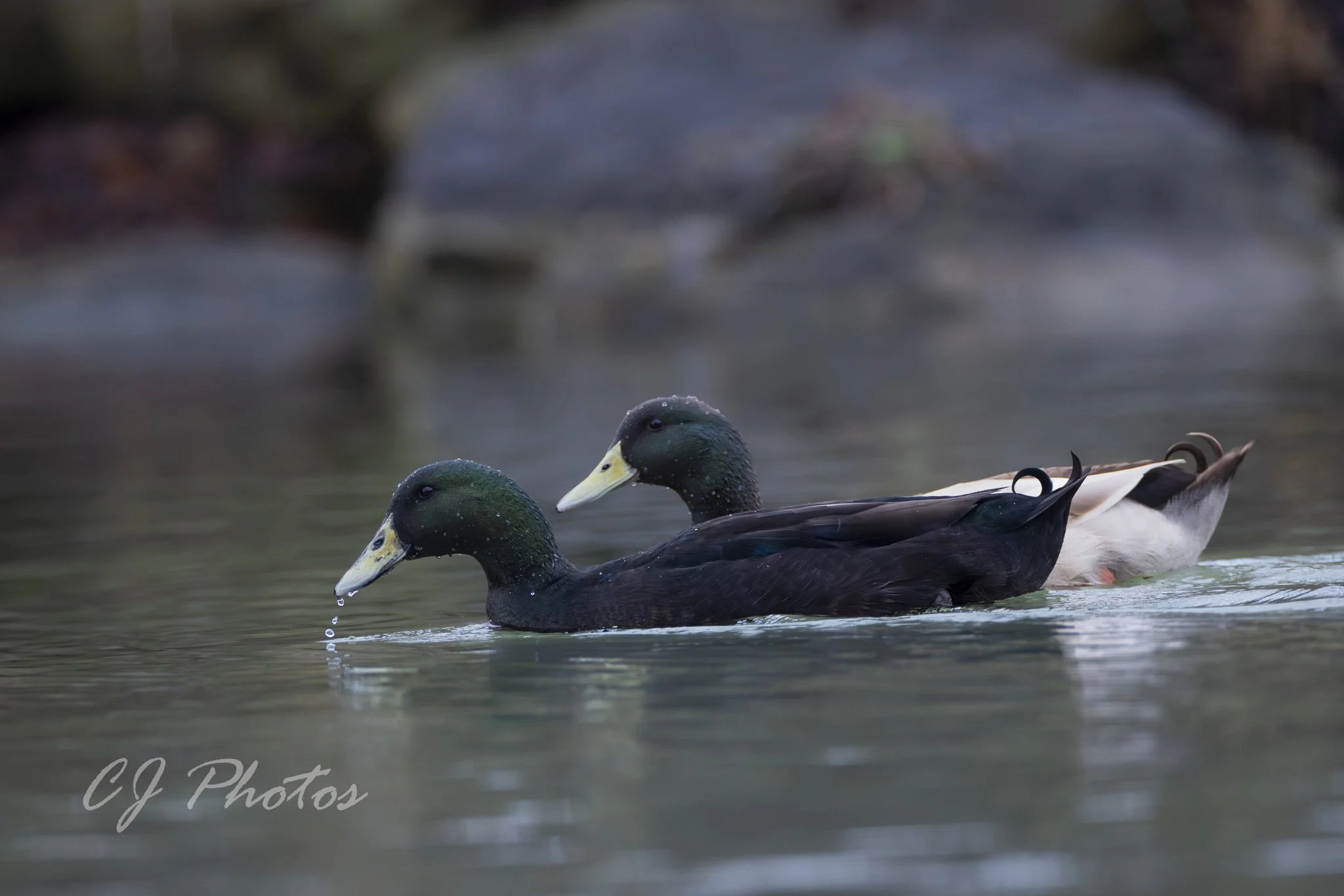 Two mallard ducks swimming in a calm body of water with rocks in the background.