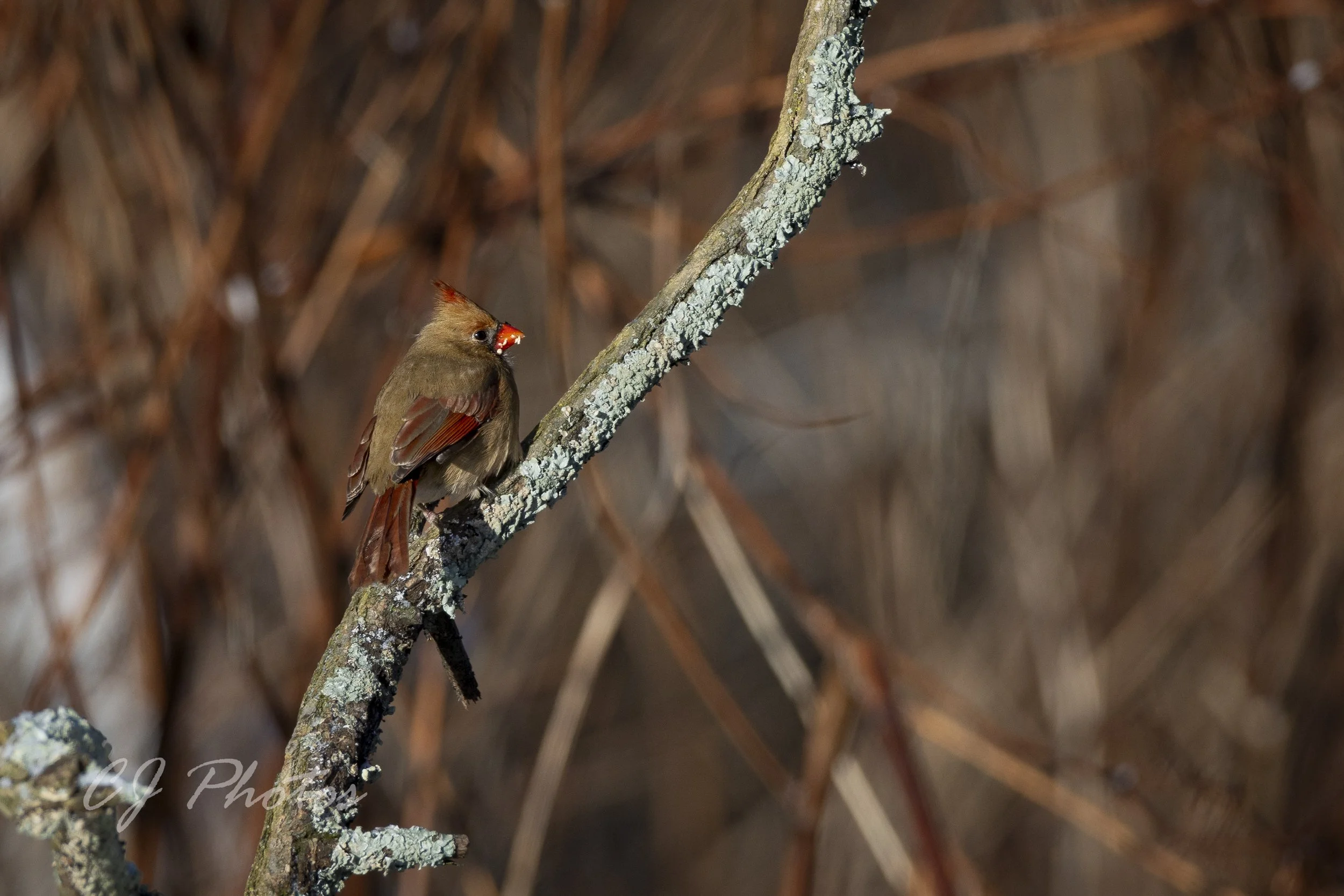 A small bird with brown and reddish feathers perched on a lichen-covered branch, holding an insect in its beak, with a blurred background of brown twigs and branches.