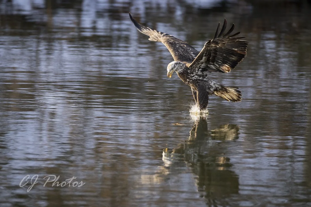 Bald eagle diving into a body of water, creating a splash, with its wings spread wide and its reflection visible on the water surface.
