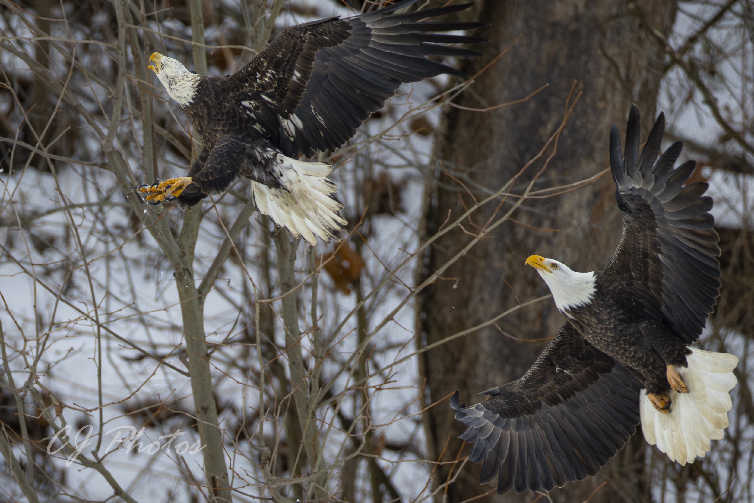 Two bald eagles in flight among tree branches with snow on the ground.