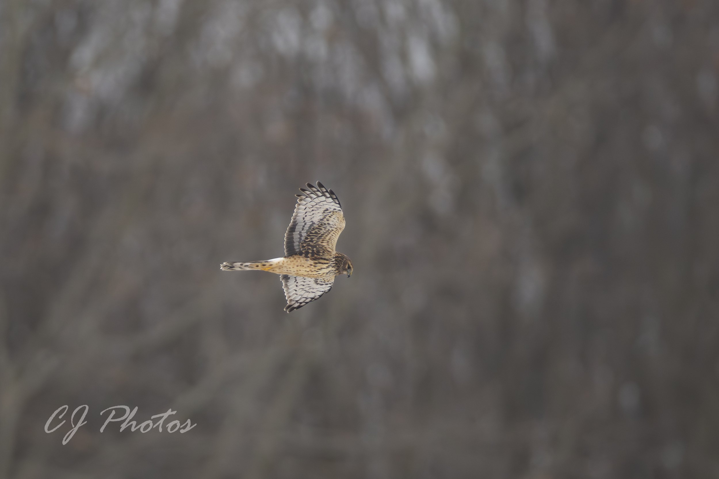 A hawk flying in the air with blurred trees in the background.