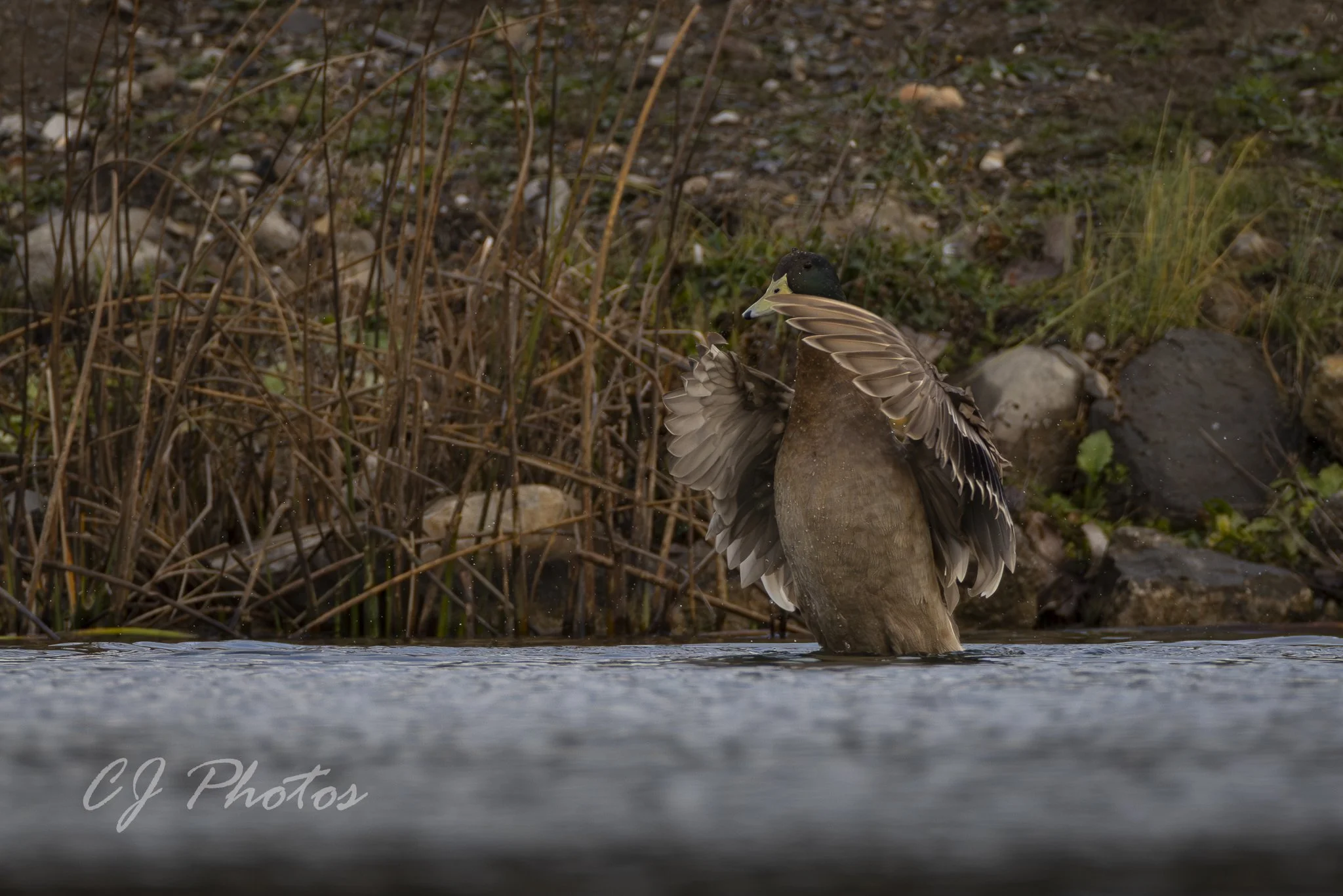 A duck standing in water, flapping its wings with dry grass and rocks in the background.
