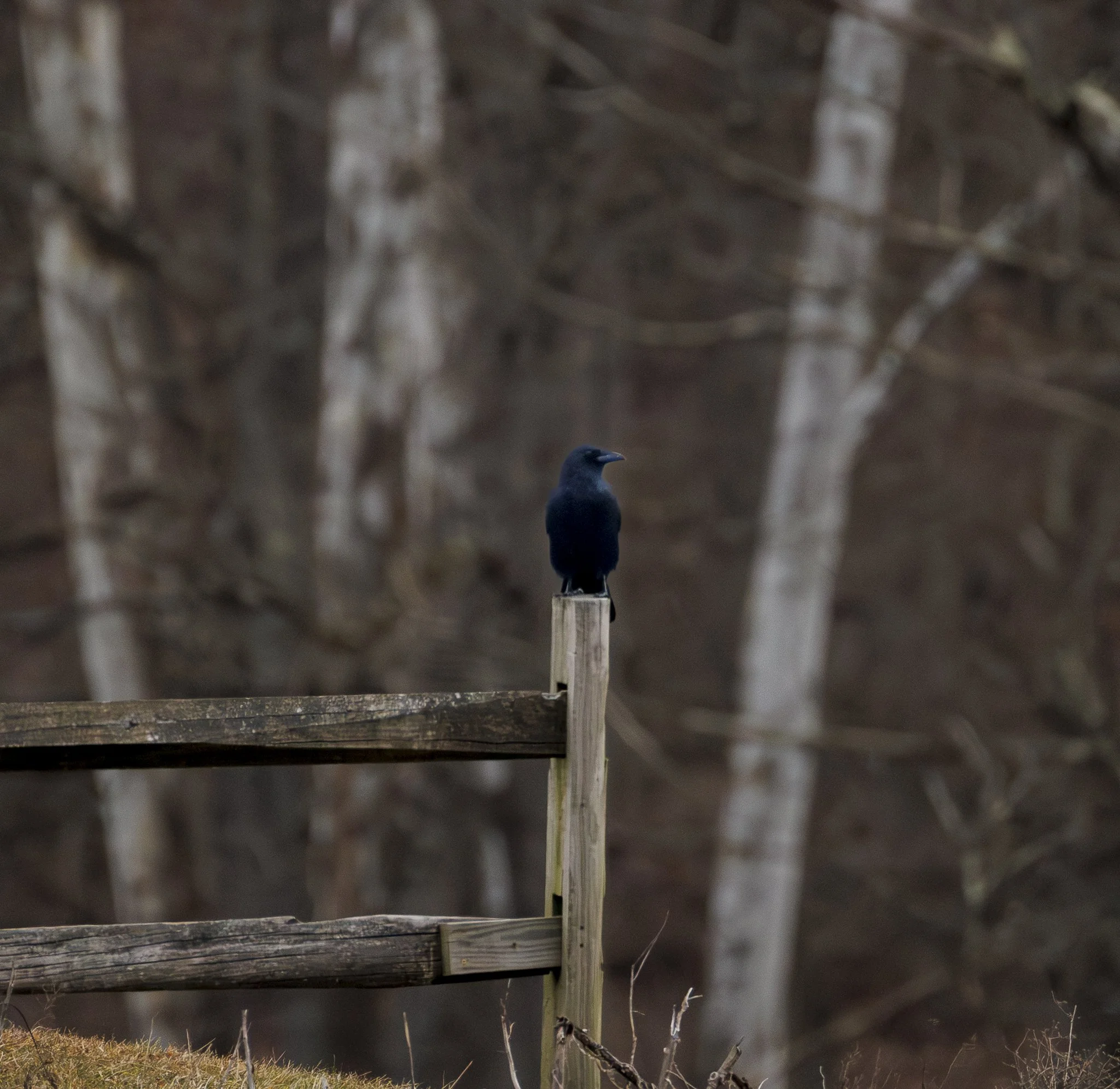 A crow, perched on top of a wooden fence post in a wooded area, with a blurred background of trees.