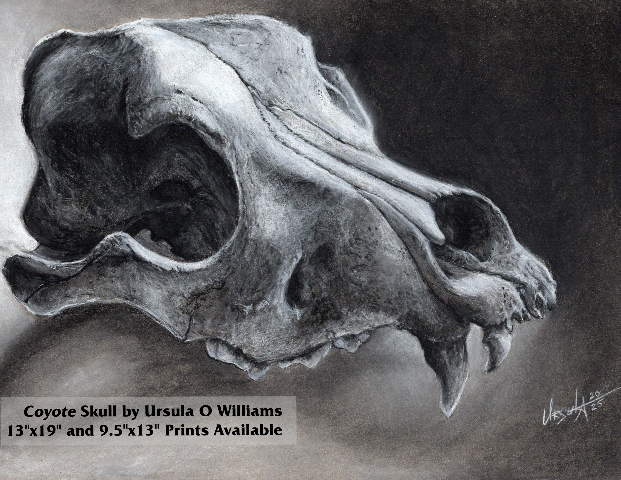 Sheep Skull Charcoal Study