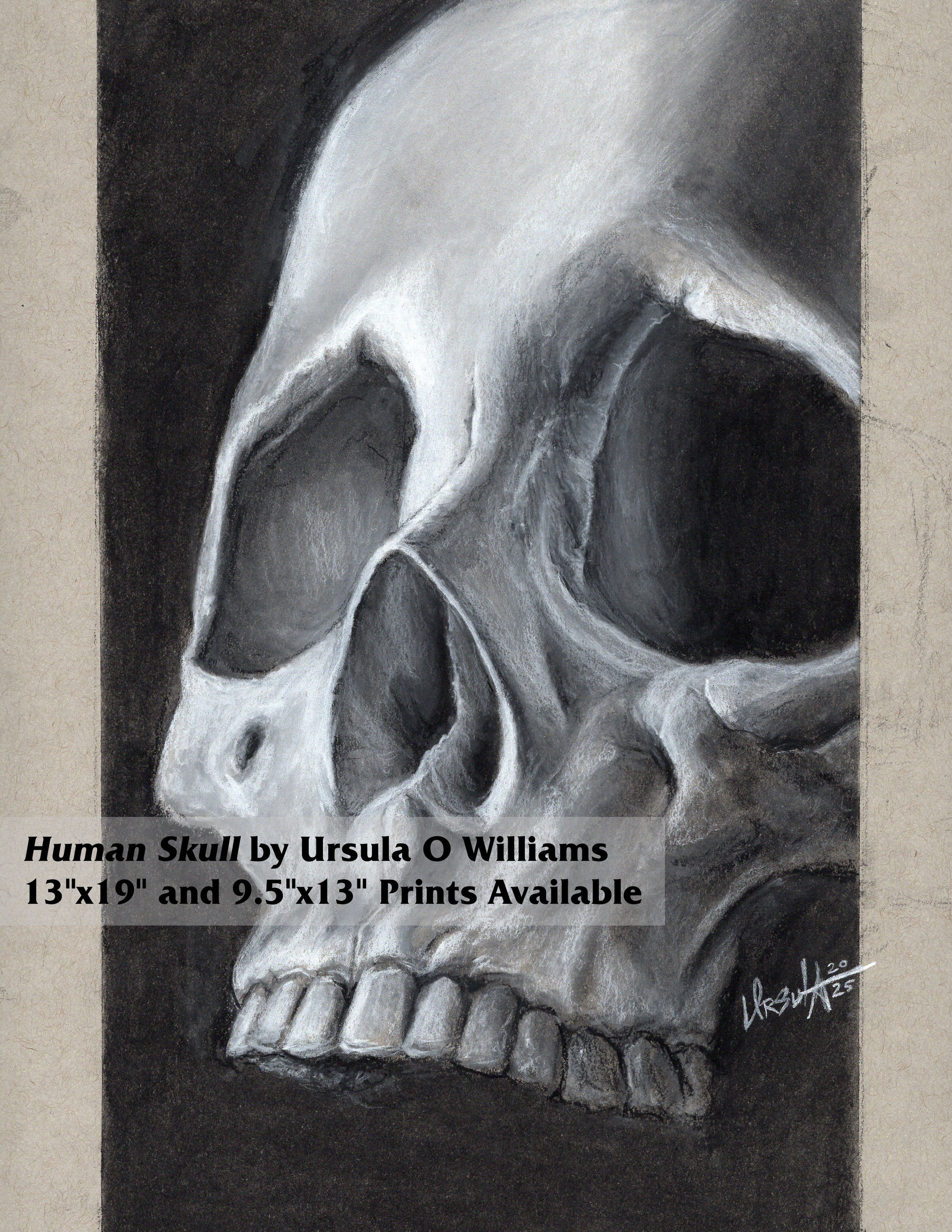 Charcoal Skull Study