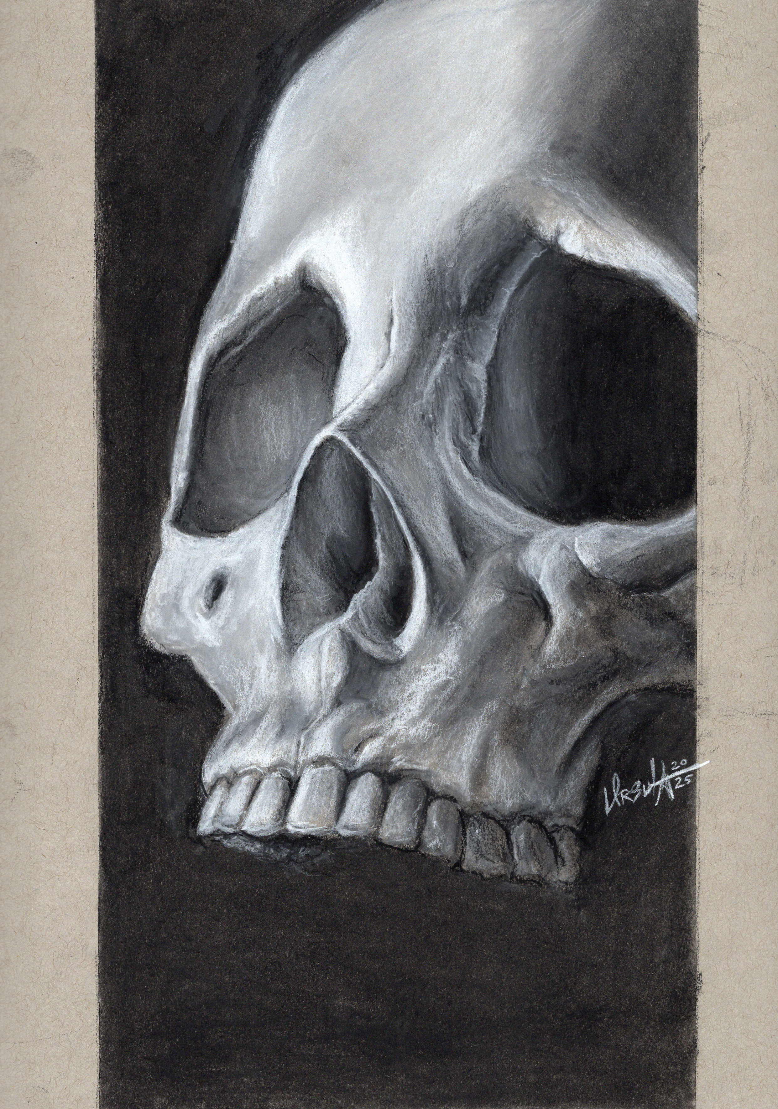 Charcoal Skull Study