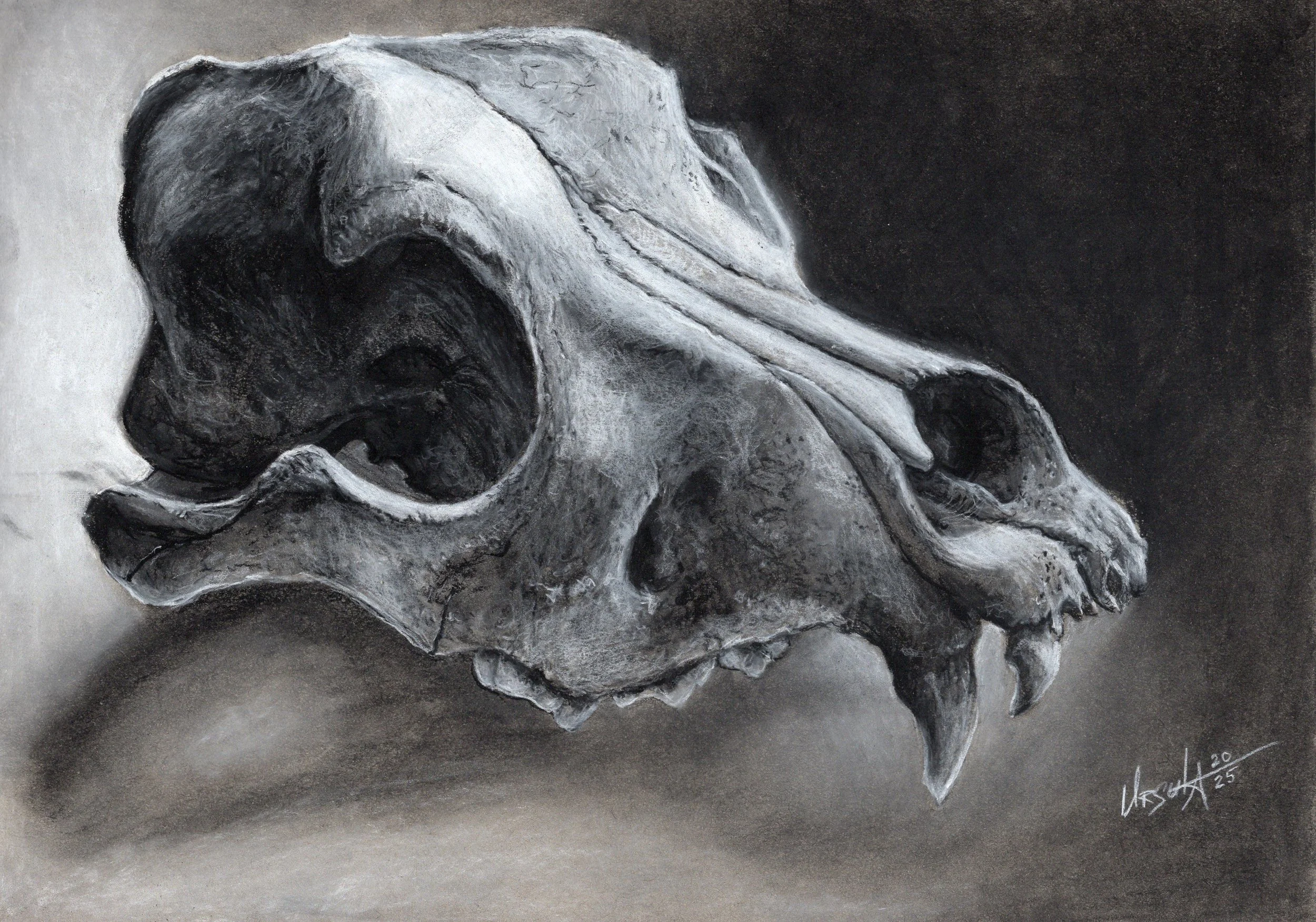 Sheep Skull Charcoal Study