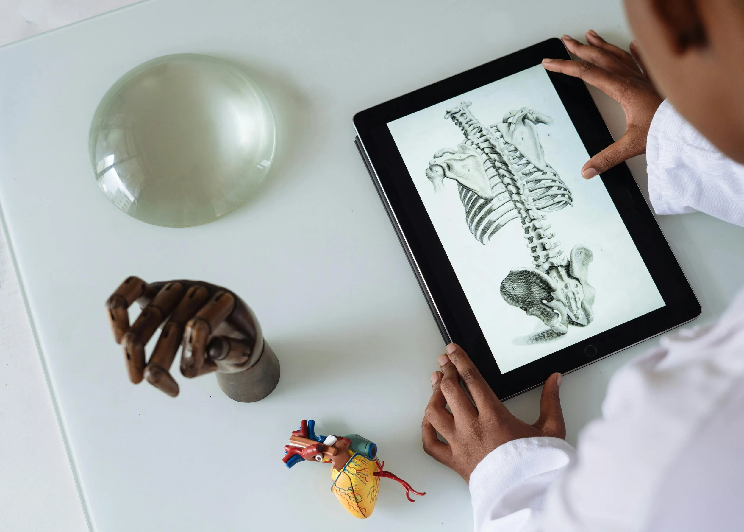 Person in a lab coat examining a digital illustration of a human skeleton on a tablet. Items on the table include a glass paperweight, a wooden mannequin hand, and a small model of a human heart.
