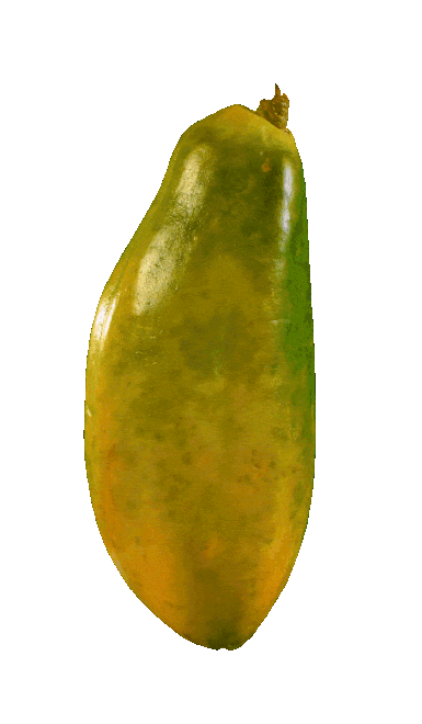 Papaya_iteration_3.gif