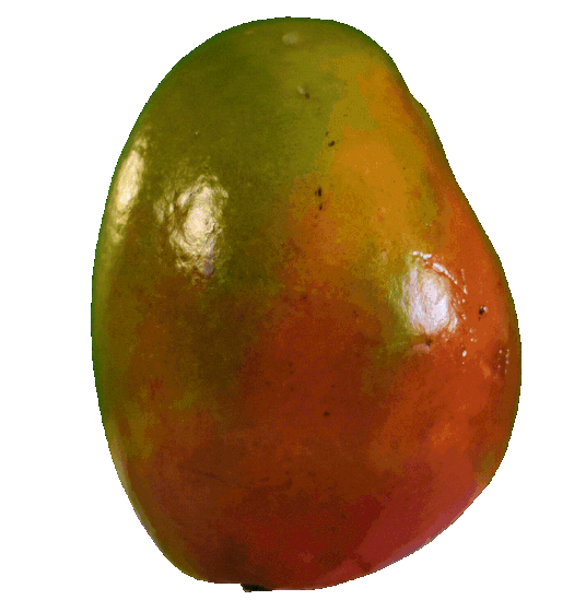 Mango_iteration_2.gif