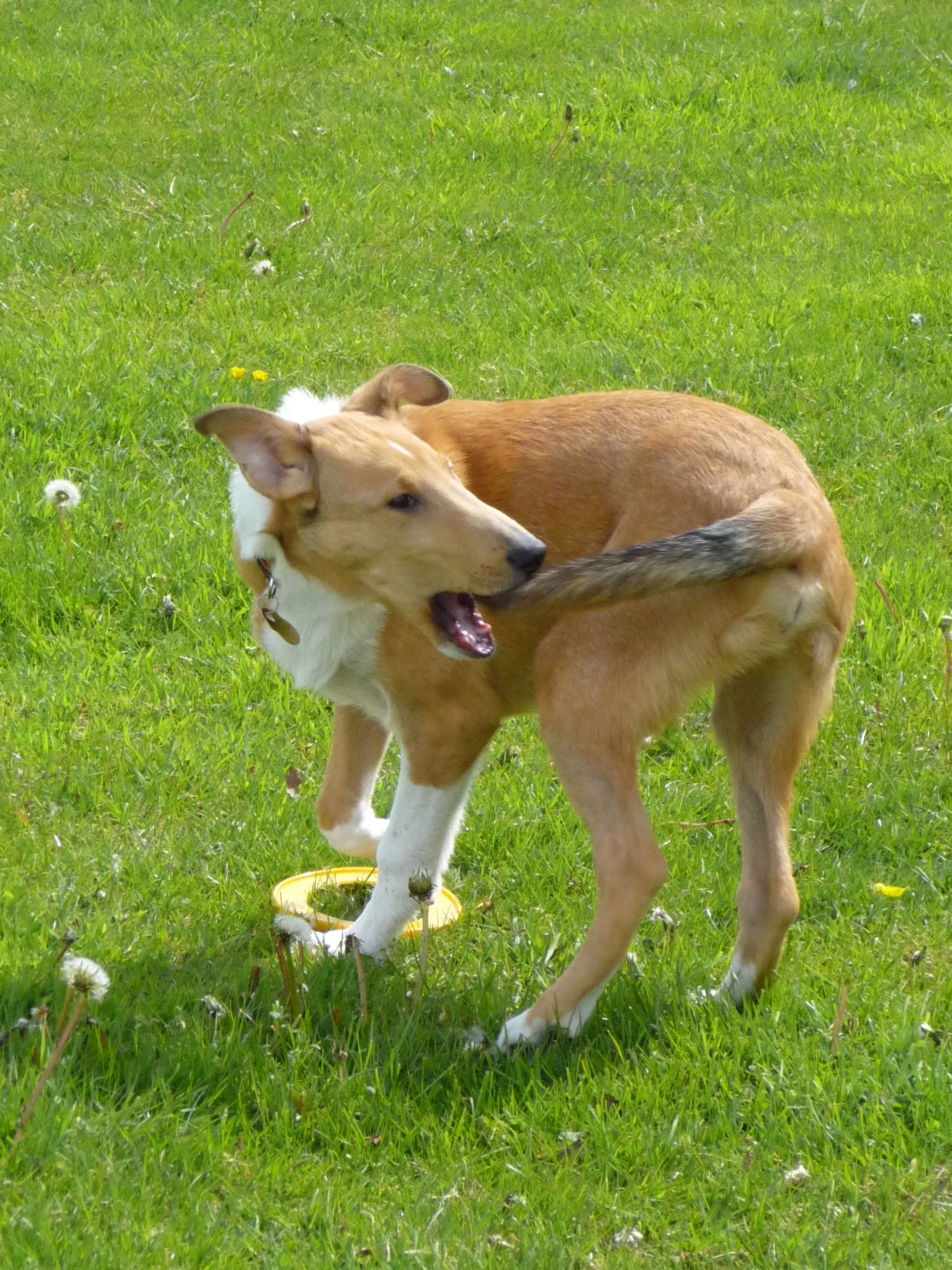 Like a dog chasing its own tail