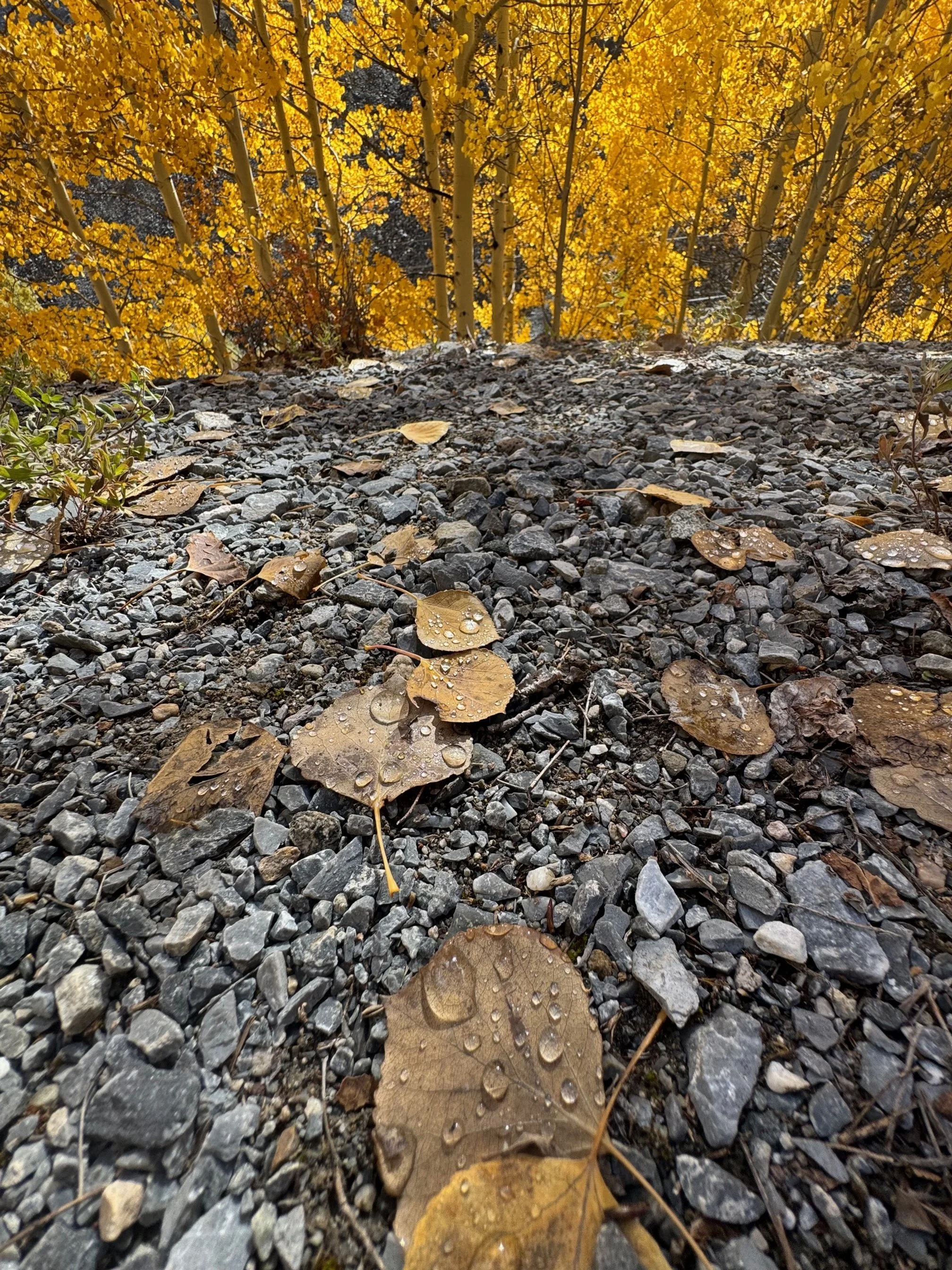 Bio-Energetic Testing Scan (Existing Clients)