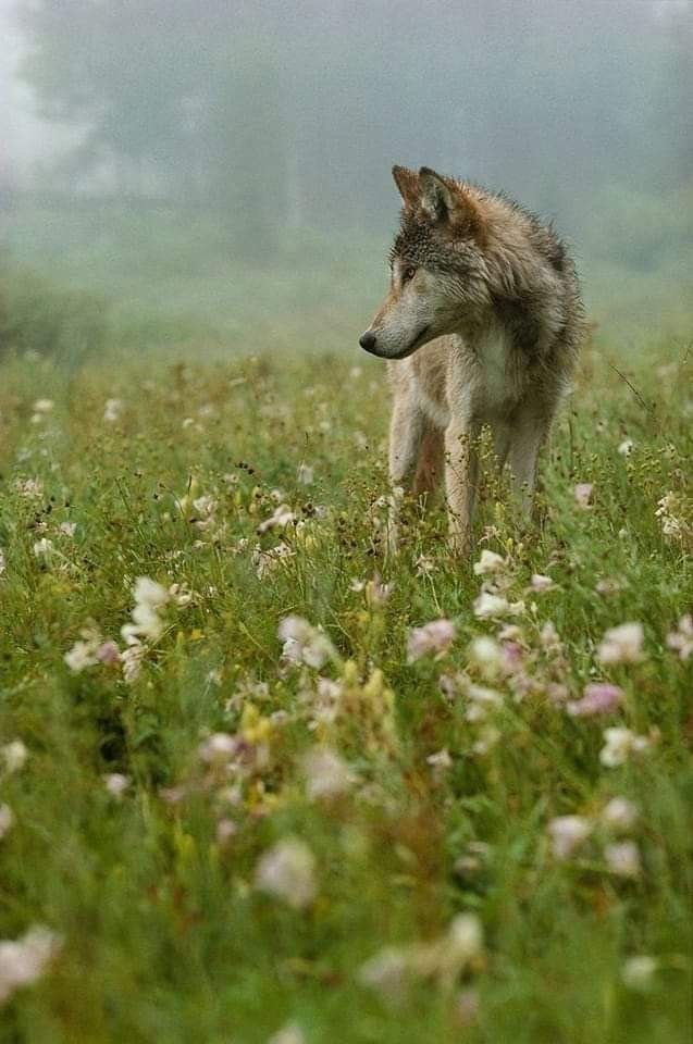 Why Are Wolves Under Attack?