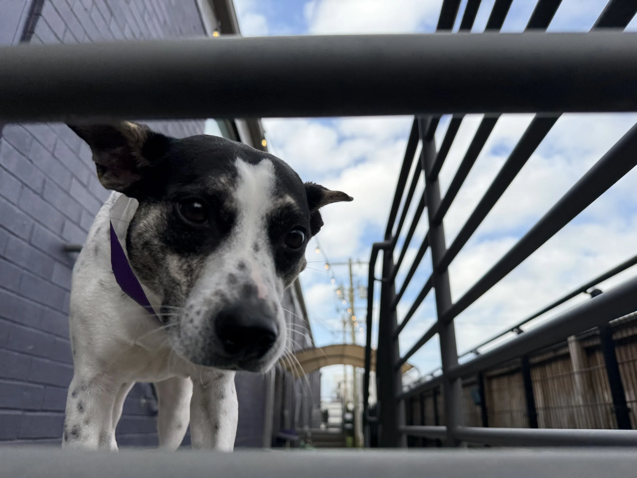 Close-up of a black and white dog with a purple collar, seen from low angle, outdoors on a balcony or patio with blue sky and clouds in the background.