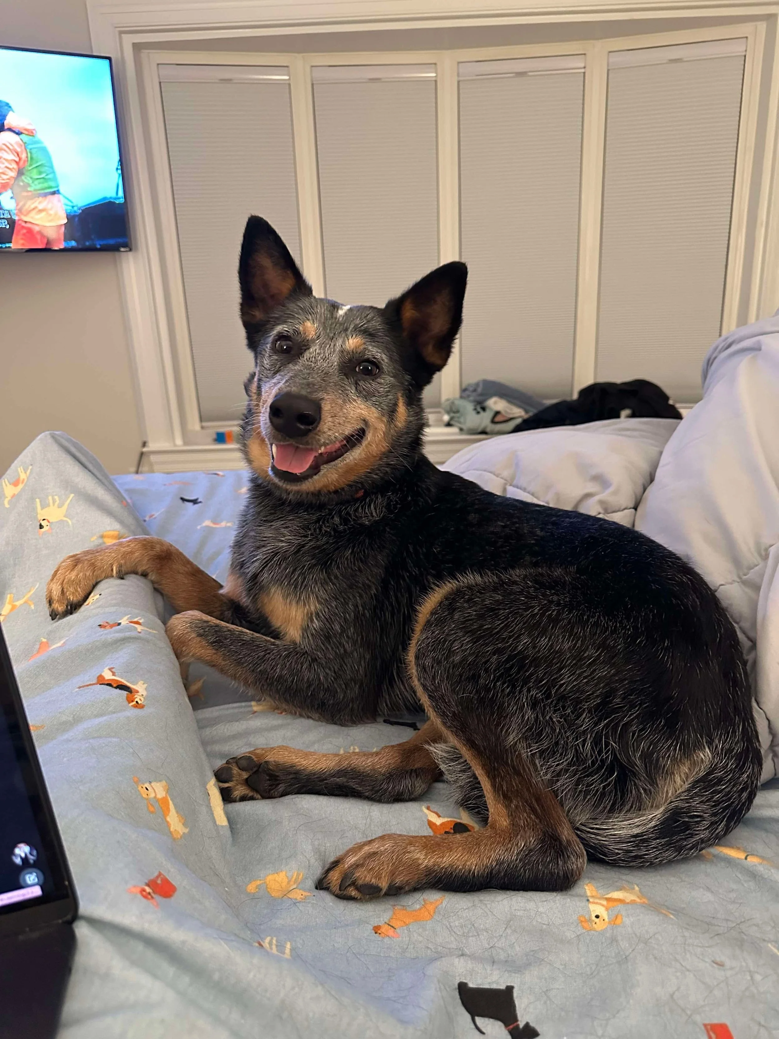 Shop vs. Adopt: Through the Eyes of a Foster