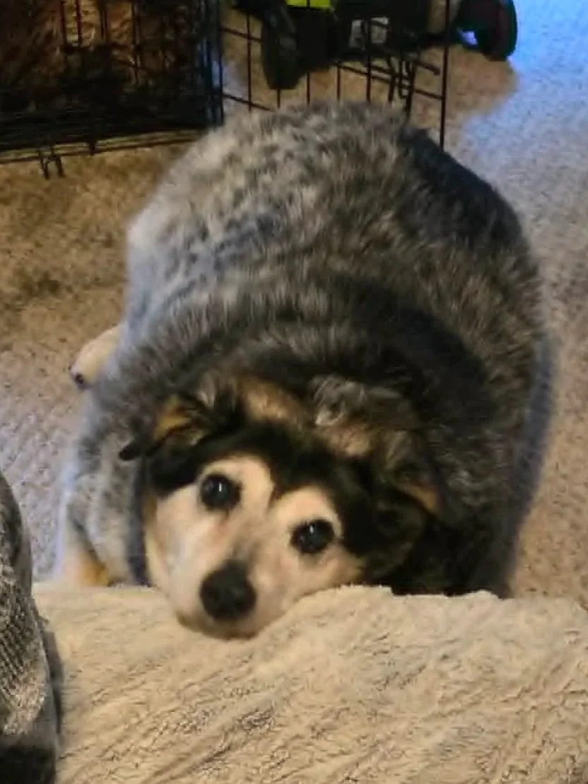 The Story of Trigger: Why Every Pet Needs a Safety Net