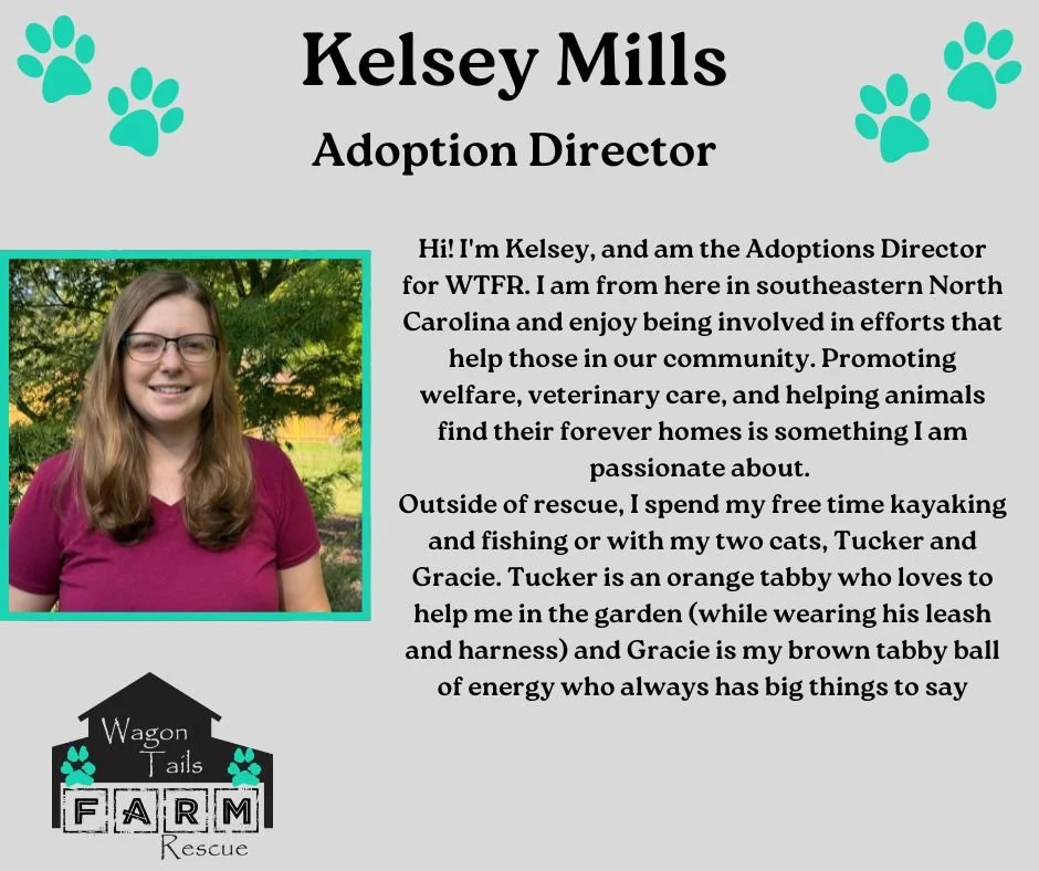 A sign featuring Kelsey Mills' name and role as adoption director, with a photo of her, and text about her background and interests, including her two cats.