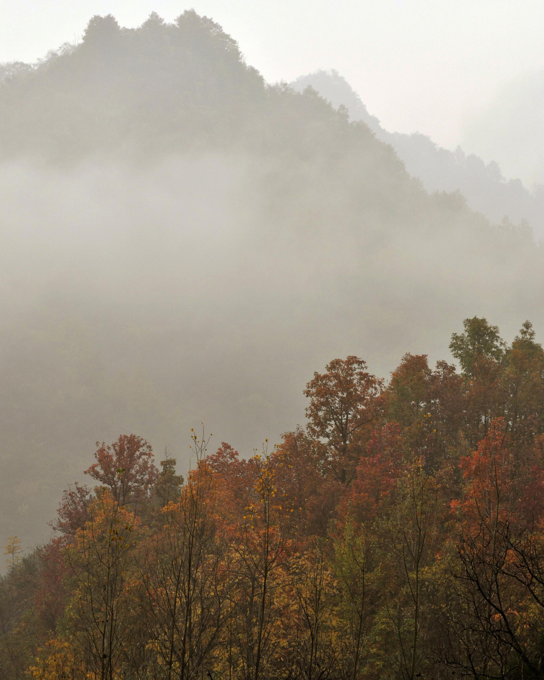 A foggy mountain landscape with trees in autumn colors.