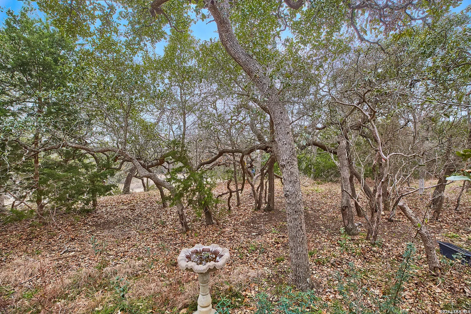 A wooded backyard with leafless and green trees, fallen leaves on the ground, a bird bath, and a wind chime, under a blue sky.