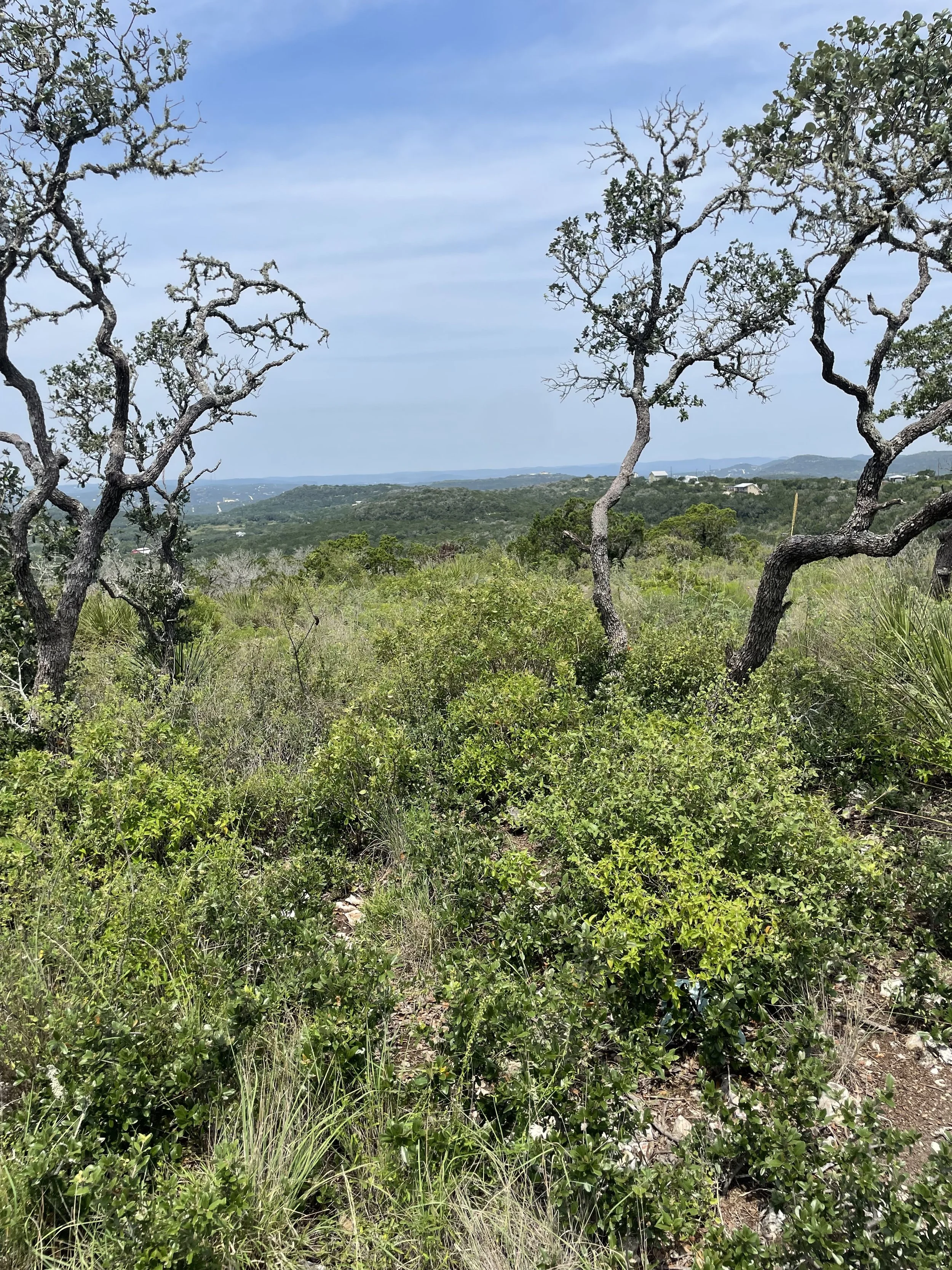 A landscape view of a grassy hillside with a few small trees and bushes, under a partly cloudy blue sky at 19 County Road 270, Lot 19, Mico, Texas.