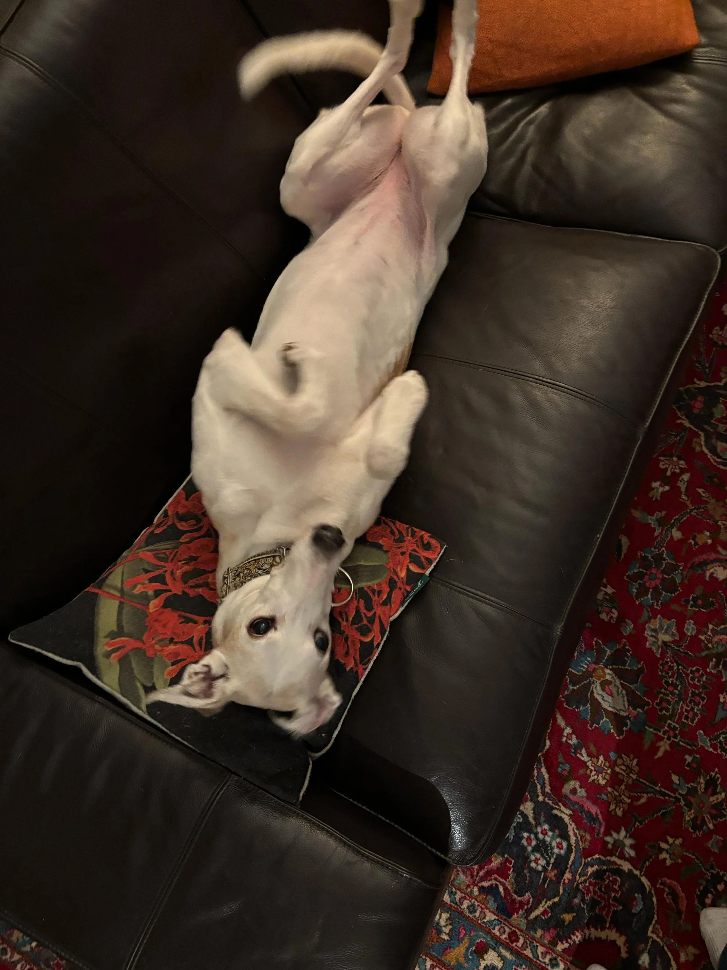 WhatsApp Image 2026-01-27 at 04.12.56 (1).jpeg