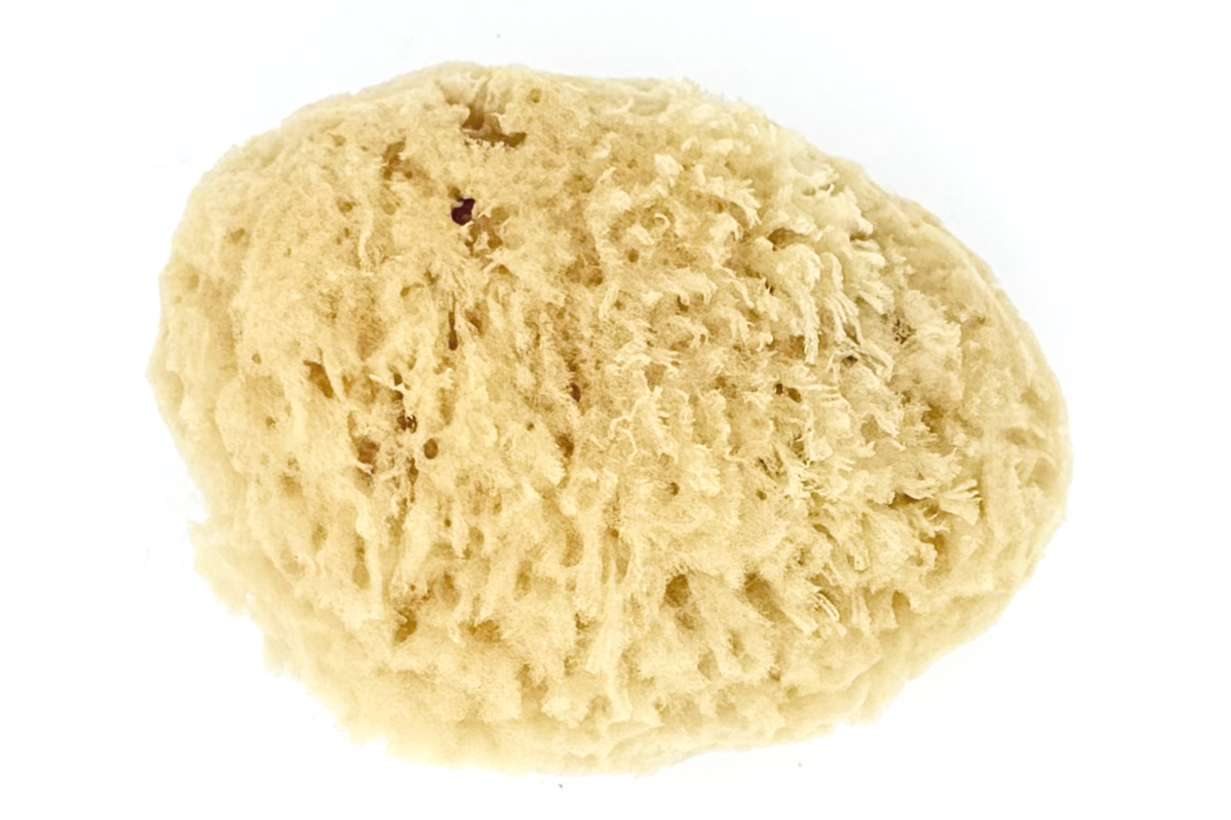 naturalseaspongcloseup.png