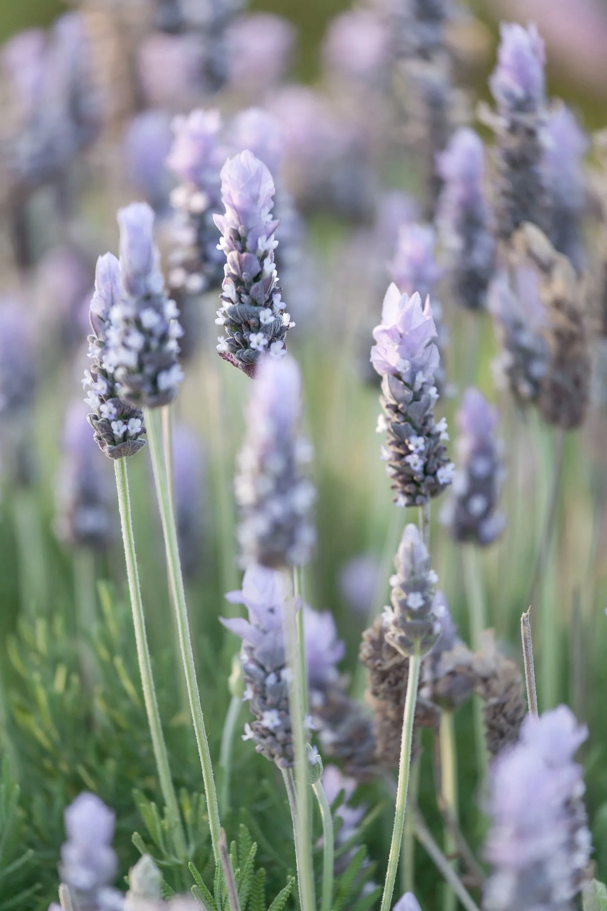 Bright and botanical scents