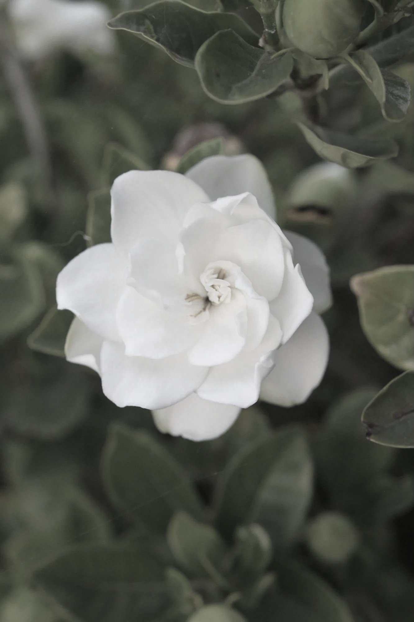 Floral Scents
