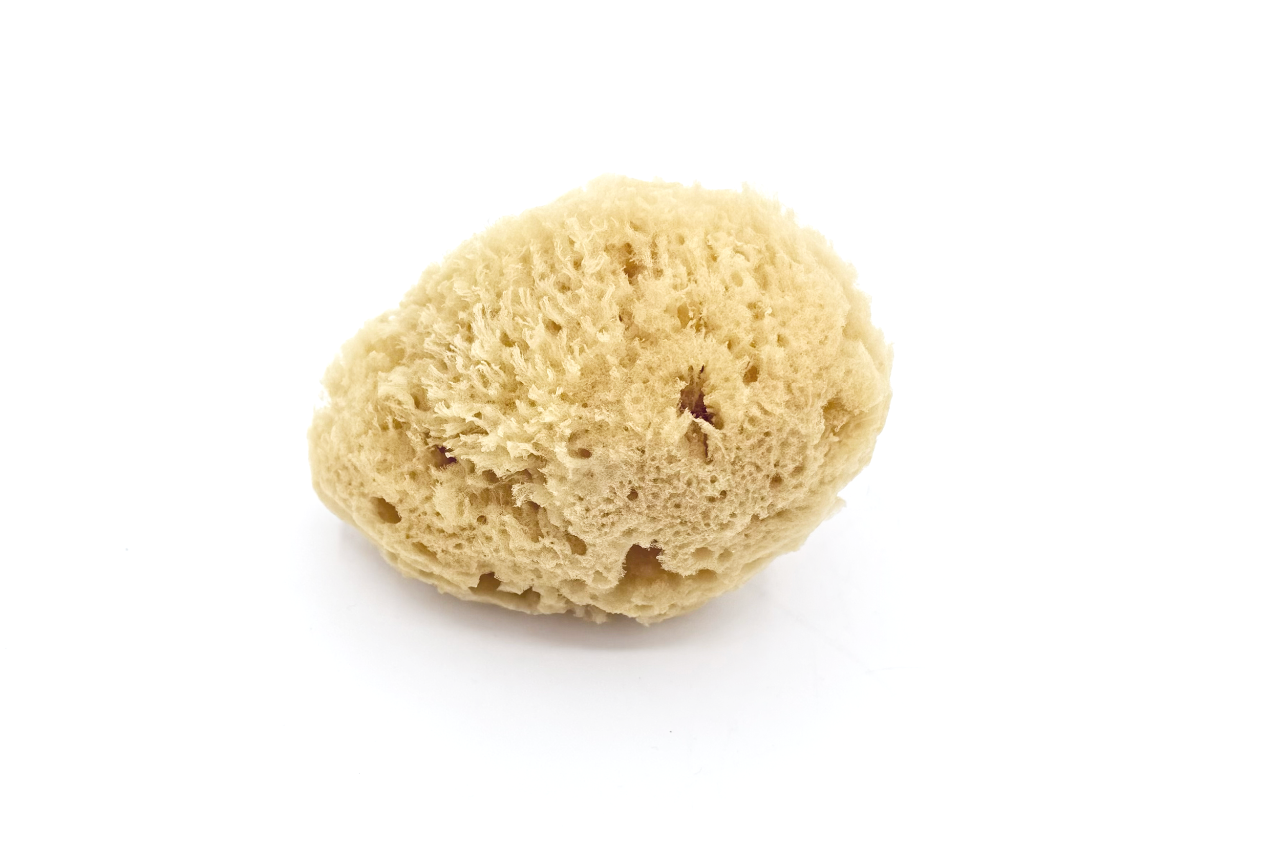 natural+sea+sponge.png