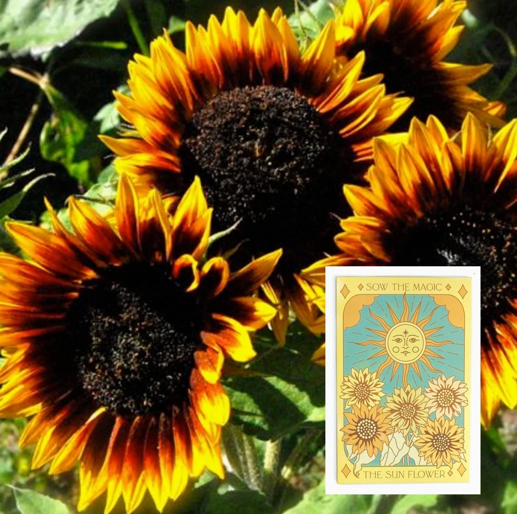 sunflower-mix.jpg