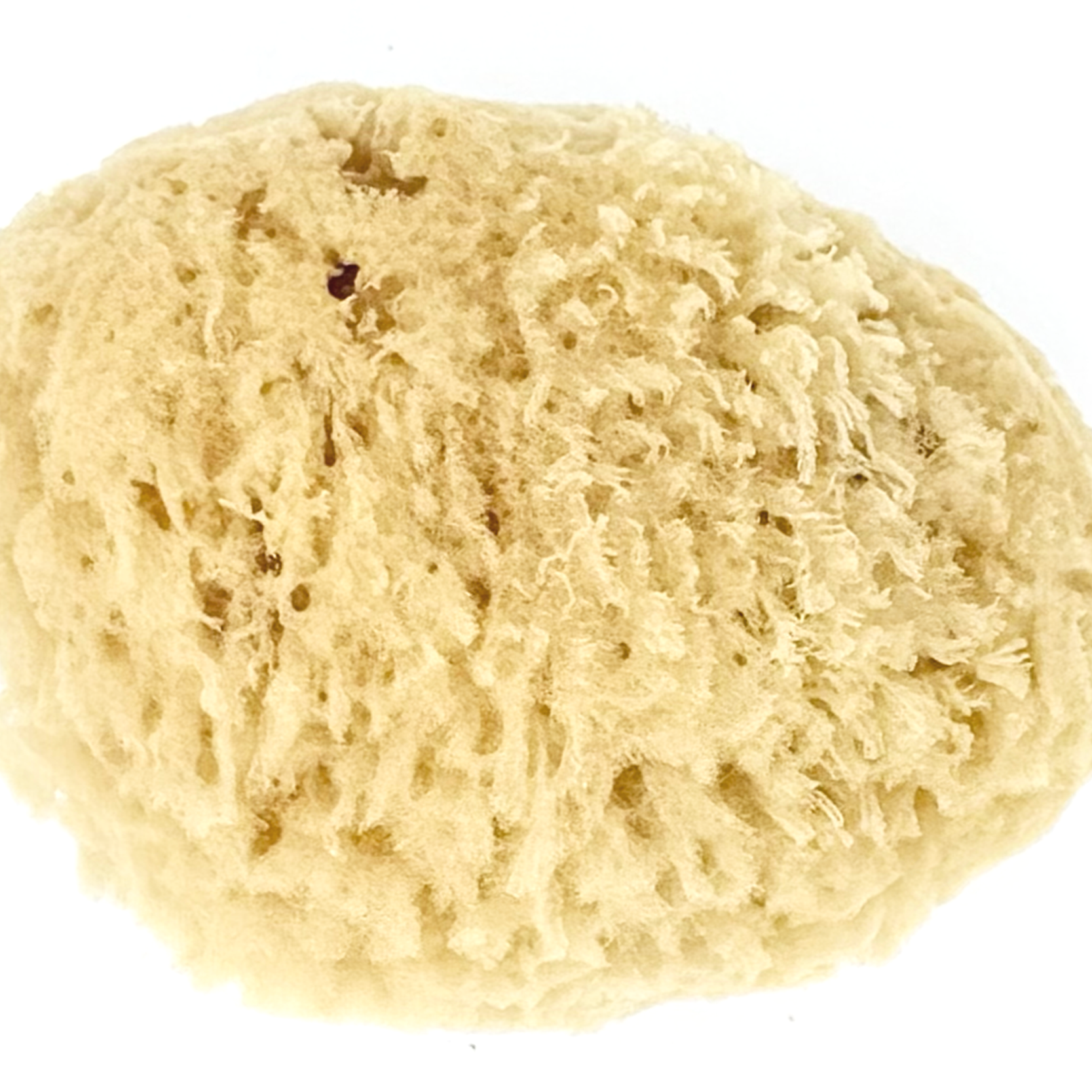 Close-up of a round, beige, textured sponge or scrubber with holes and uneven surface.