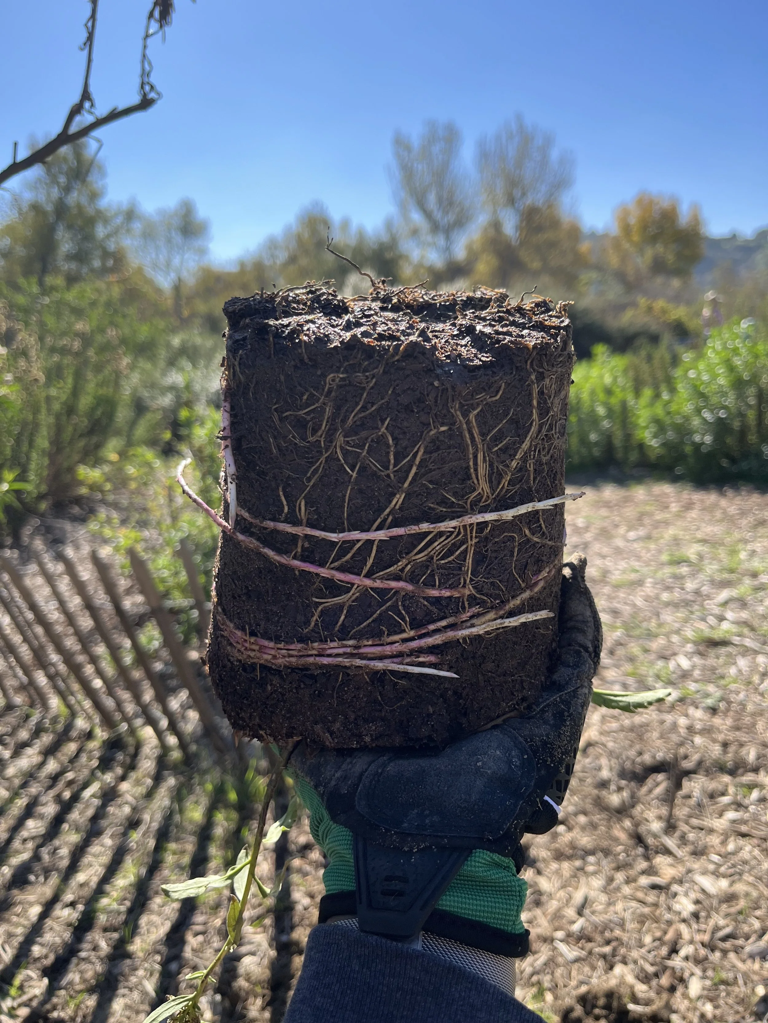hand holding a California Goldenrod plant upside down to showcase it's root system