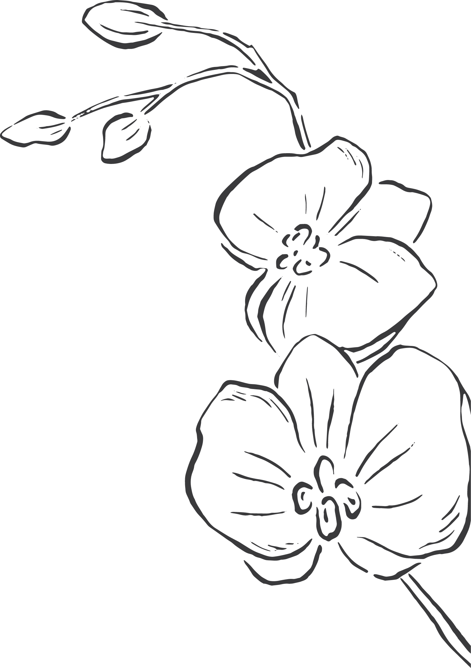 #slideInRight-scroll