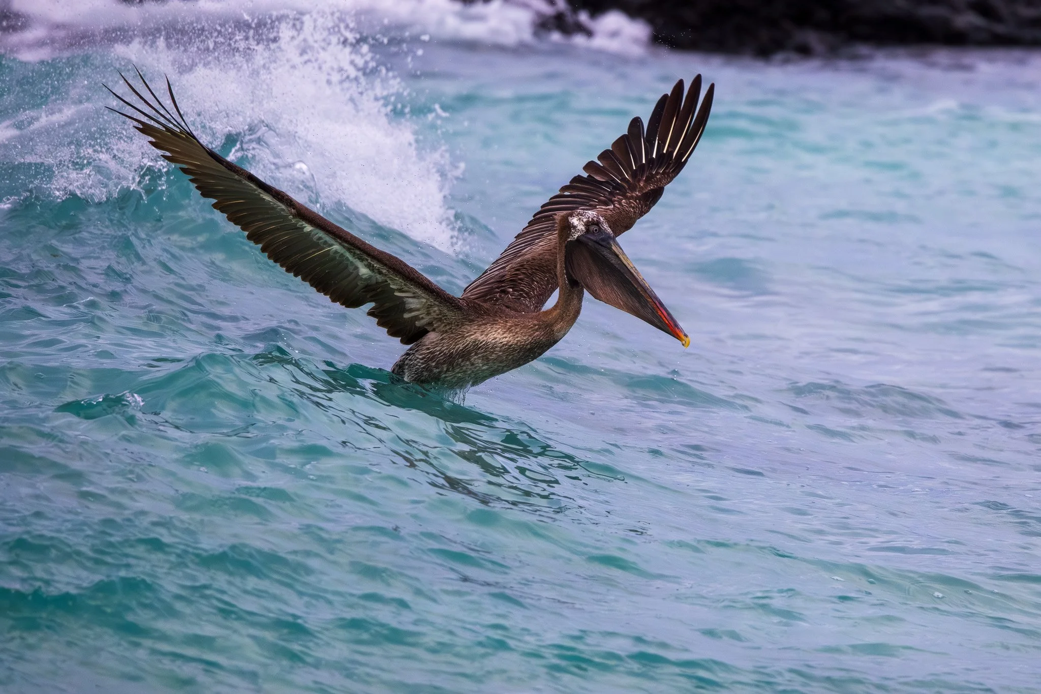 Wave surfing Galapagos Brown Pelican