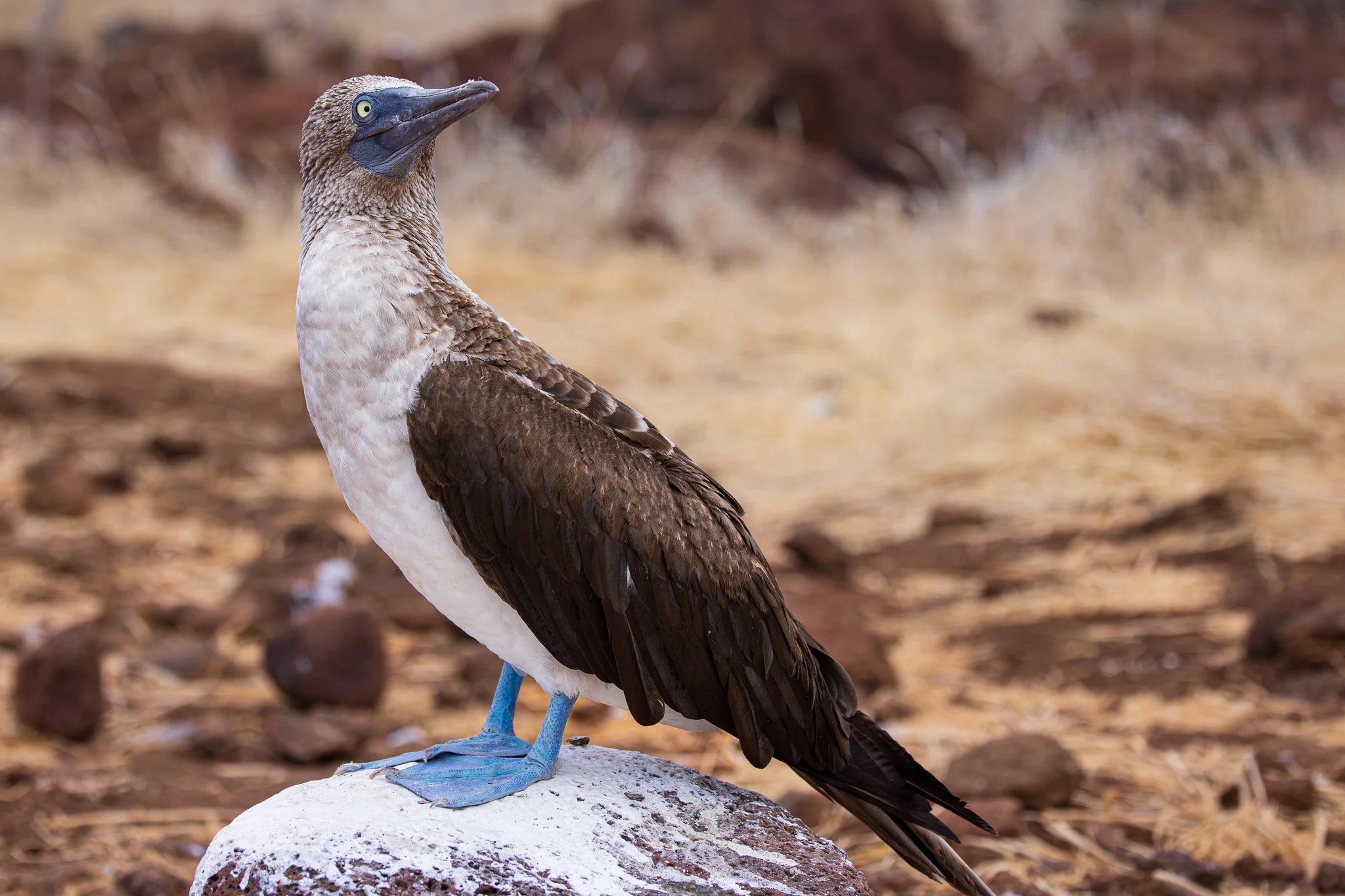 Blue Footed Booby on North Seymour Island