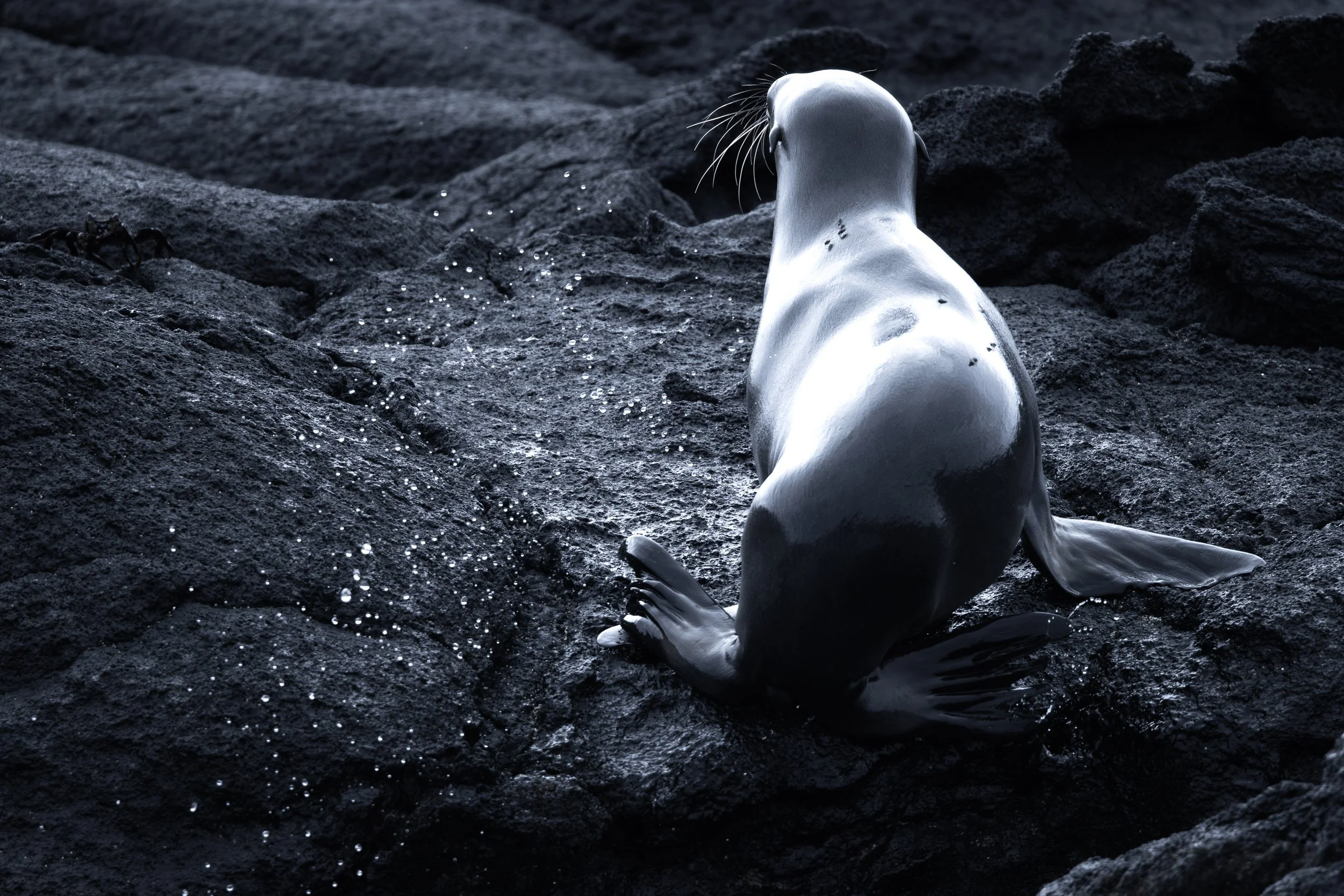 The Mono Awards 2026: Commended (Galápagos Islands 2025)