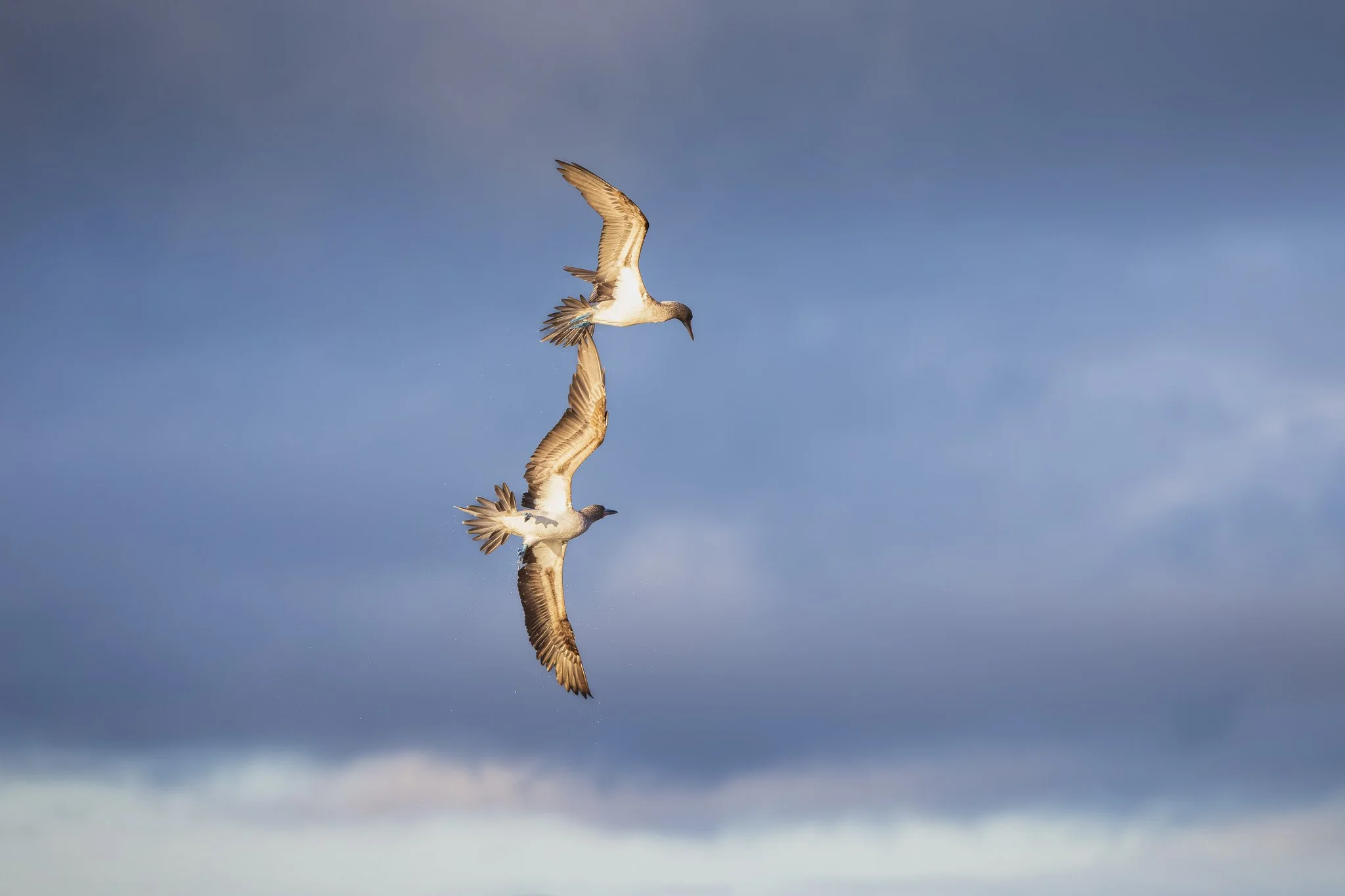 Blue Footed Boobies on the hunt