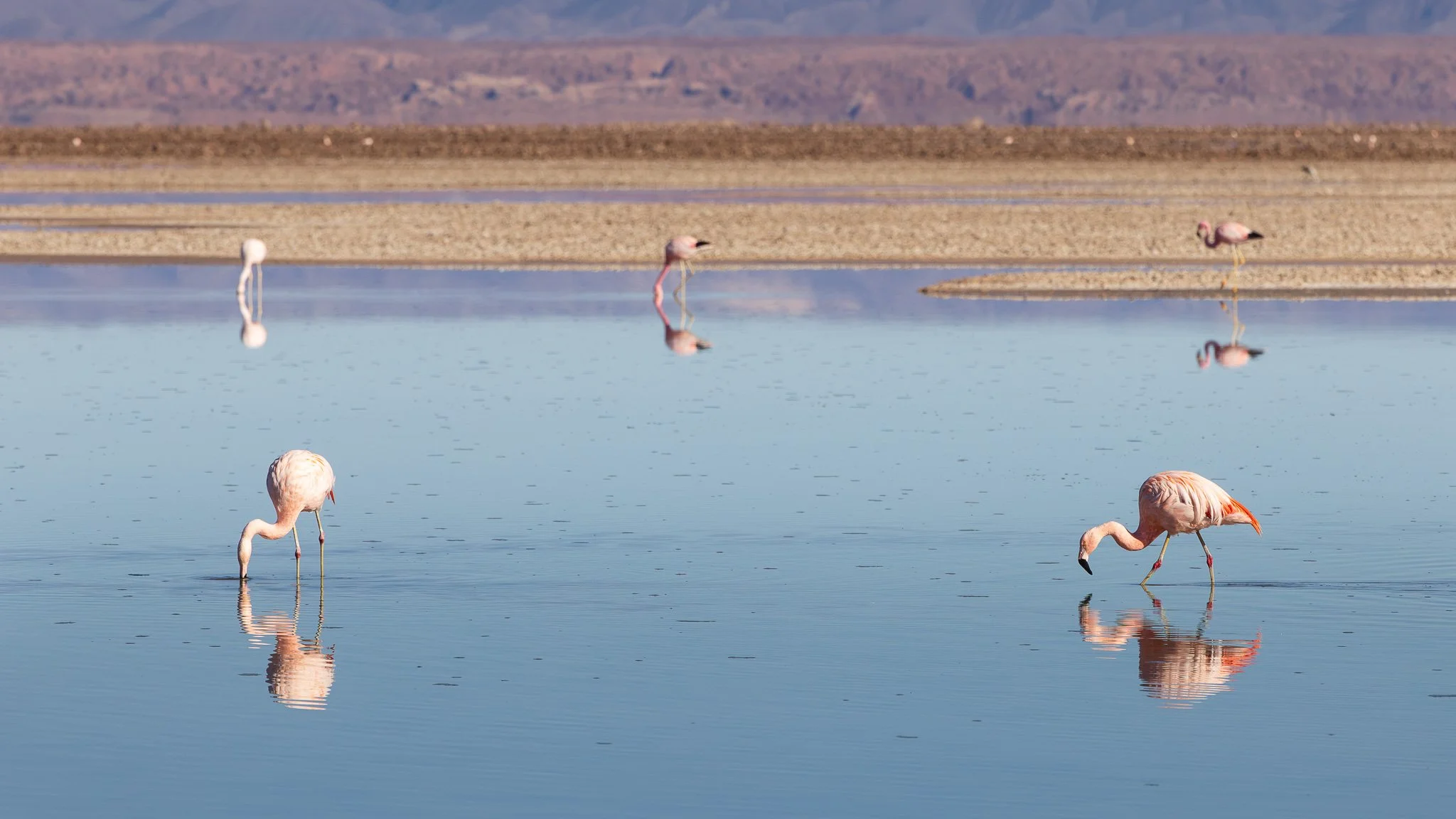 Chilean Flamingoes at Laguna Chaxa