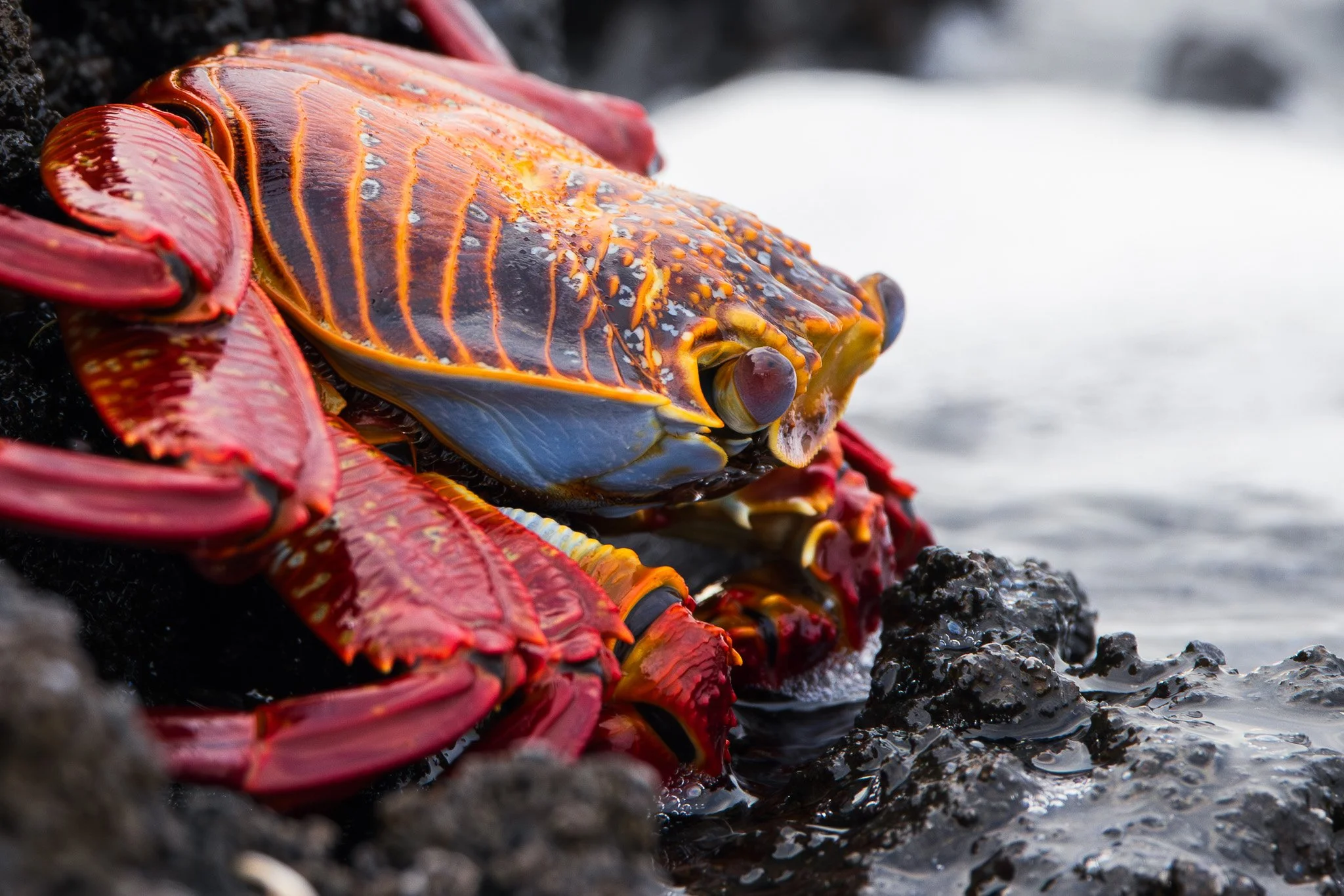 Sally Lightfoot Crab