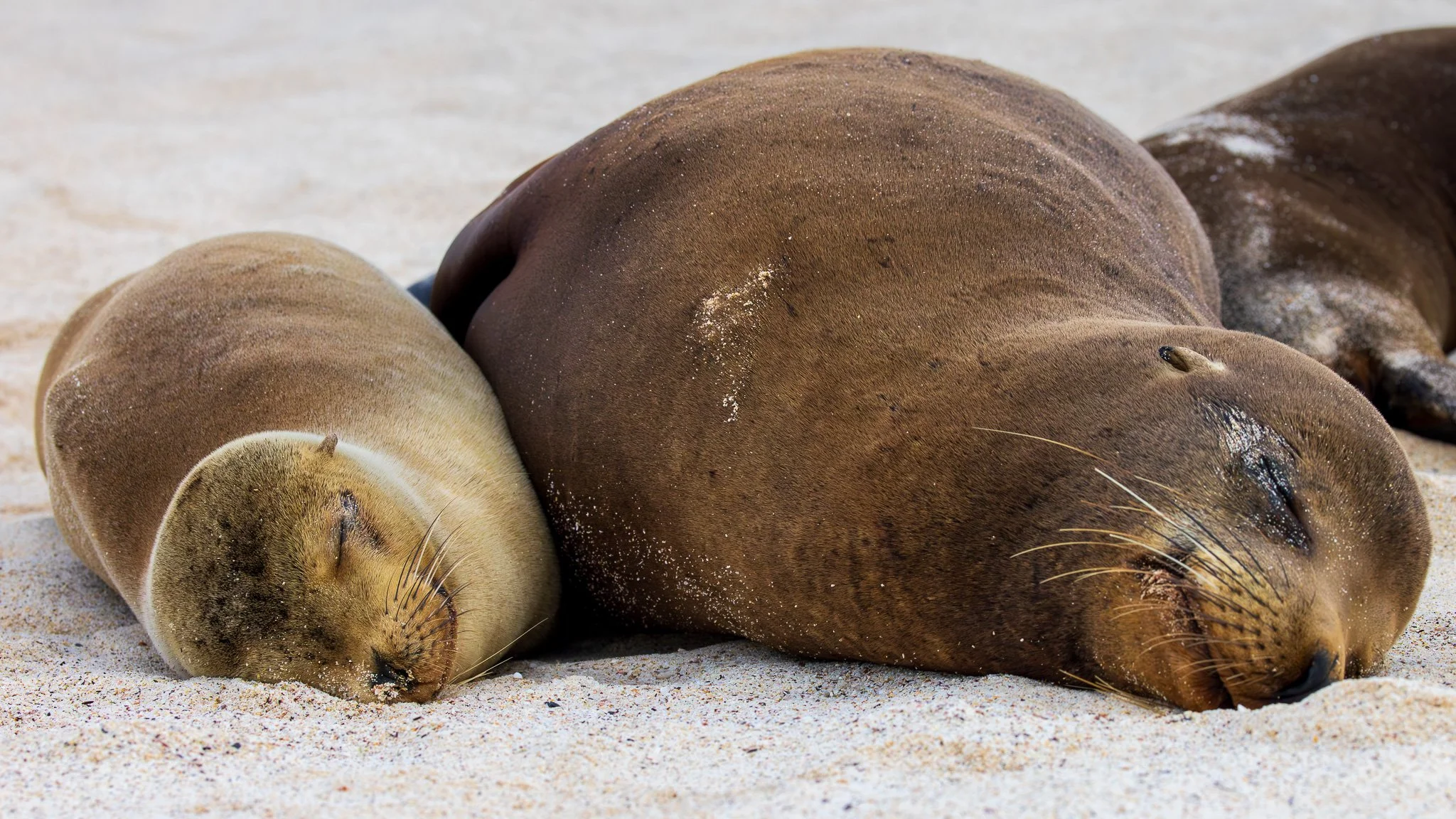 Sleeping Sea Lions on Cerro Brujo Beach