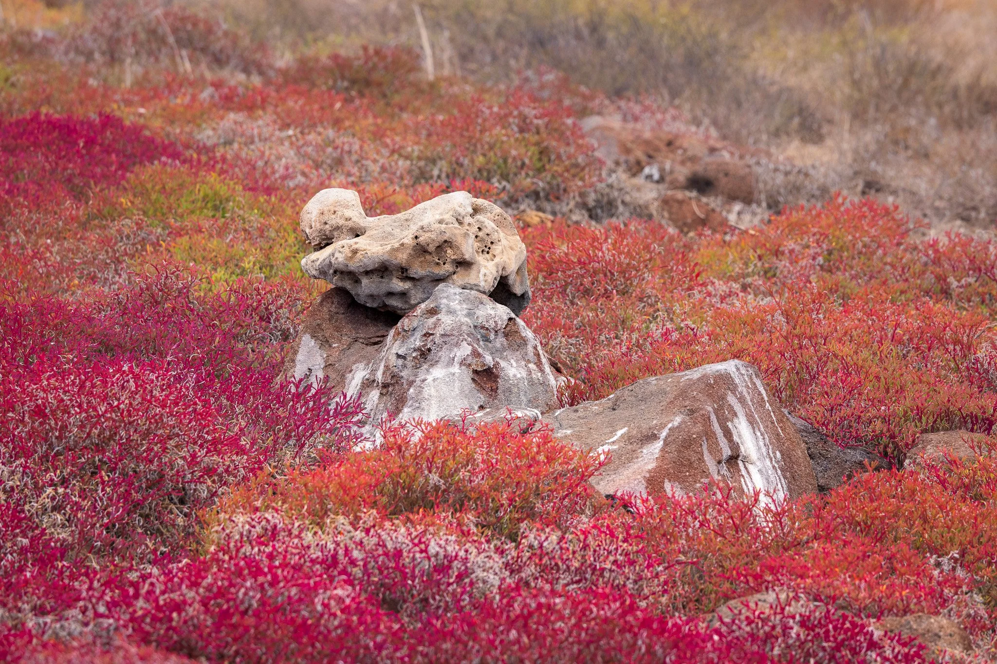 North Seymour Island