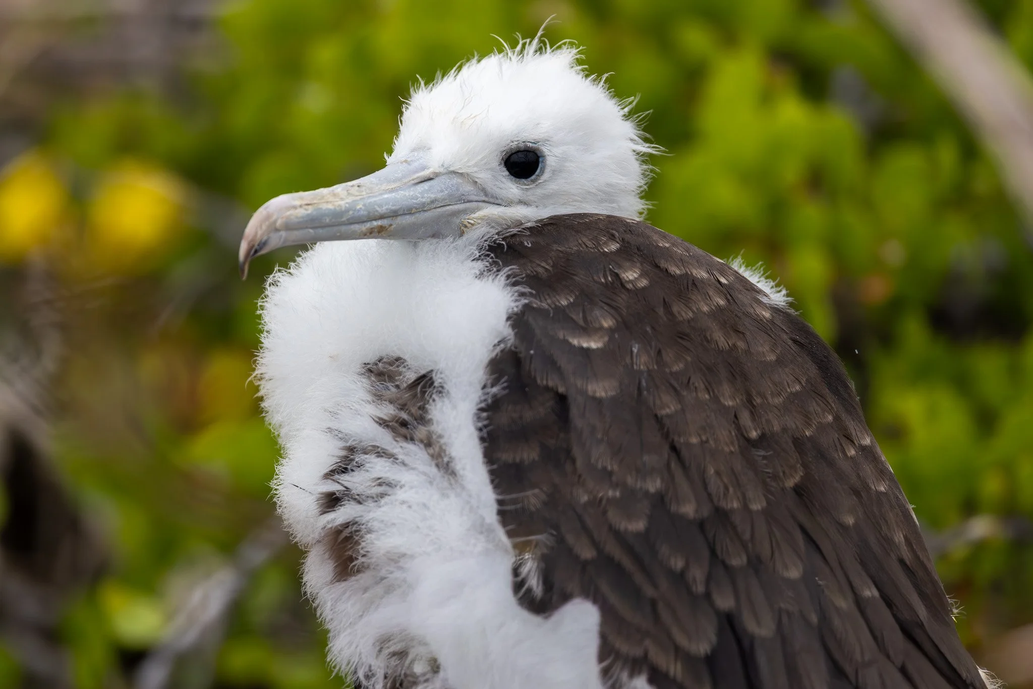 Frigatebird chick
