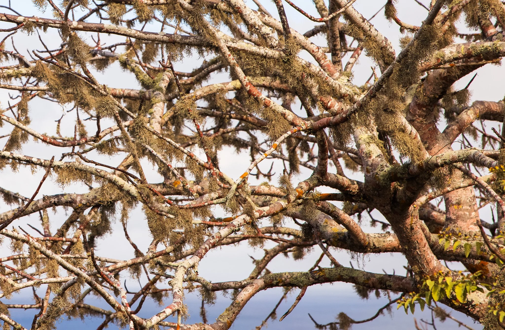 Lichen on San Cristóbal Island