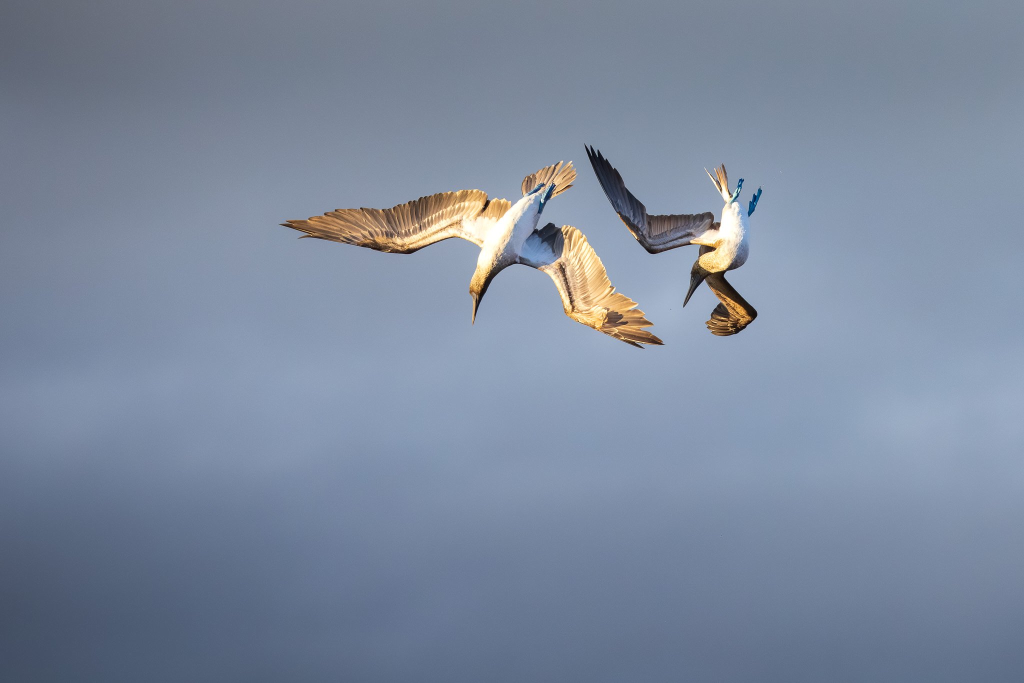 Synchronised aerial acrobatics