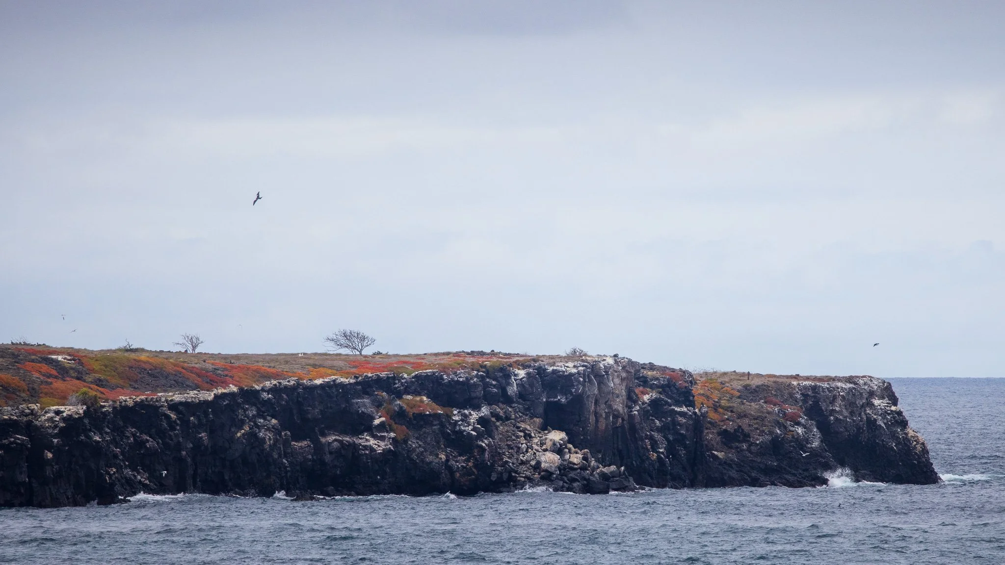 North Seymour Island