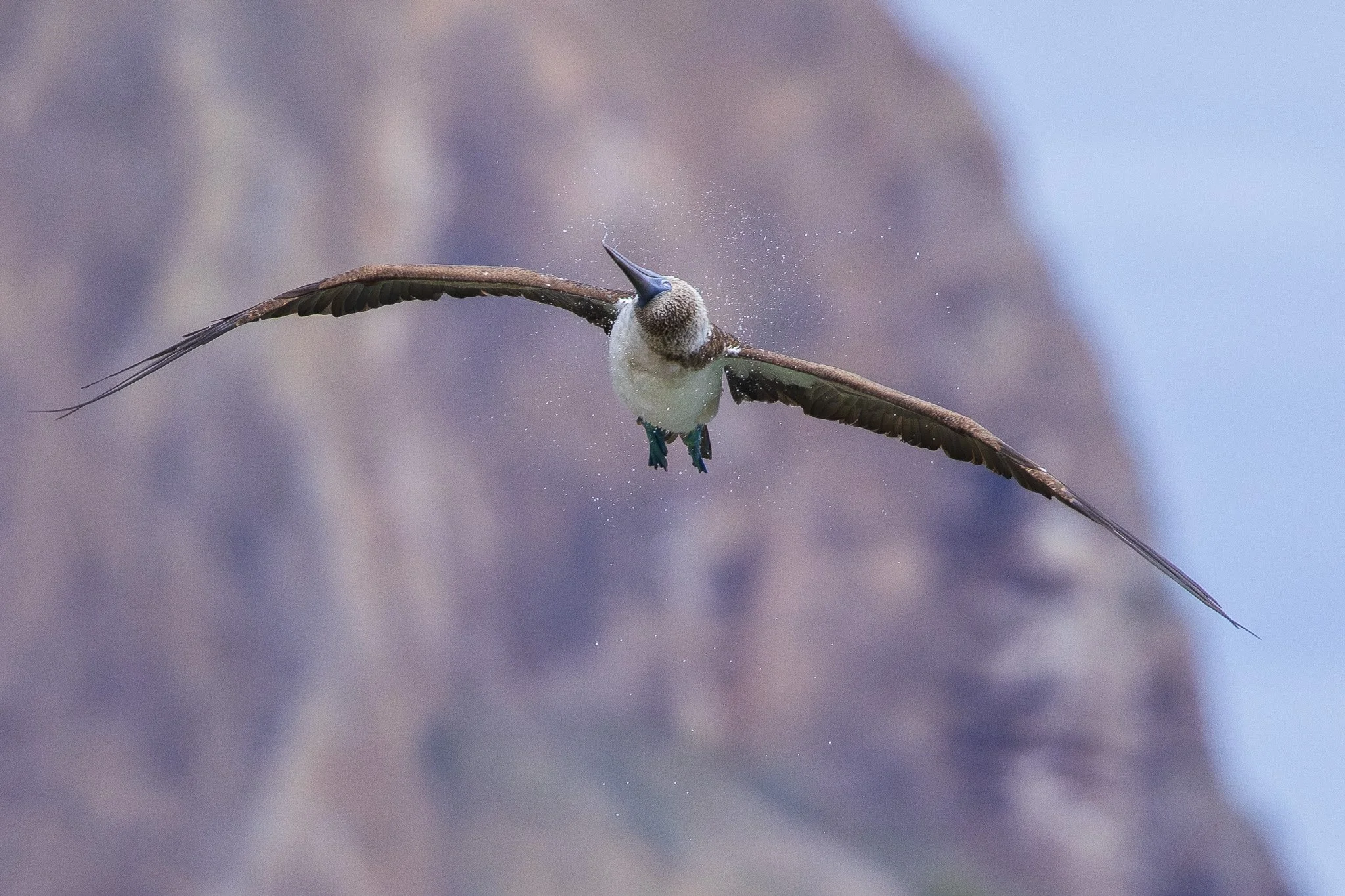 Blue Footed Booby